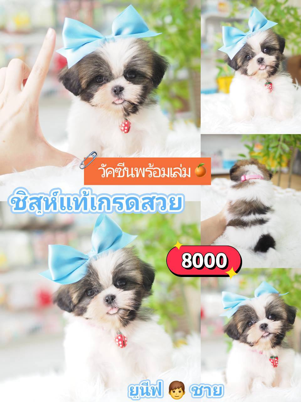 Shihtzu