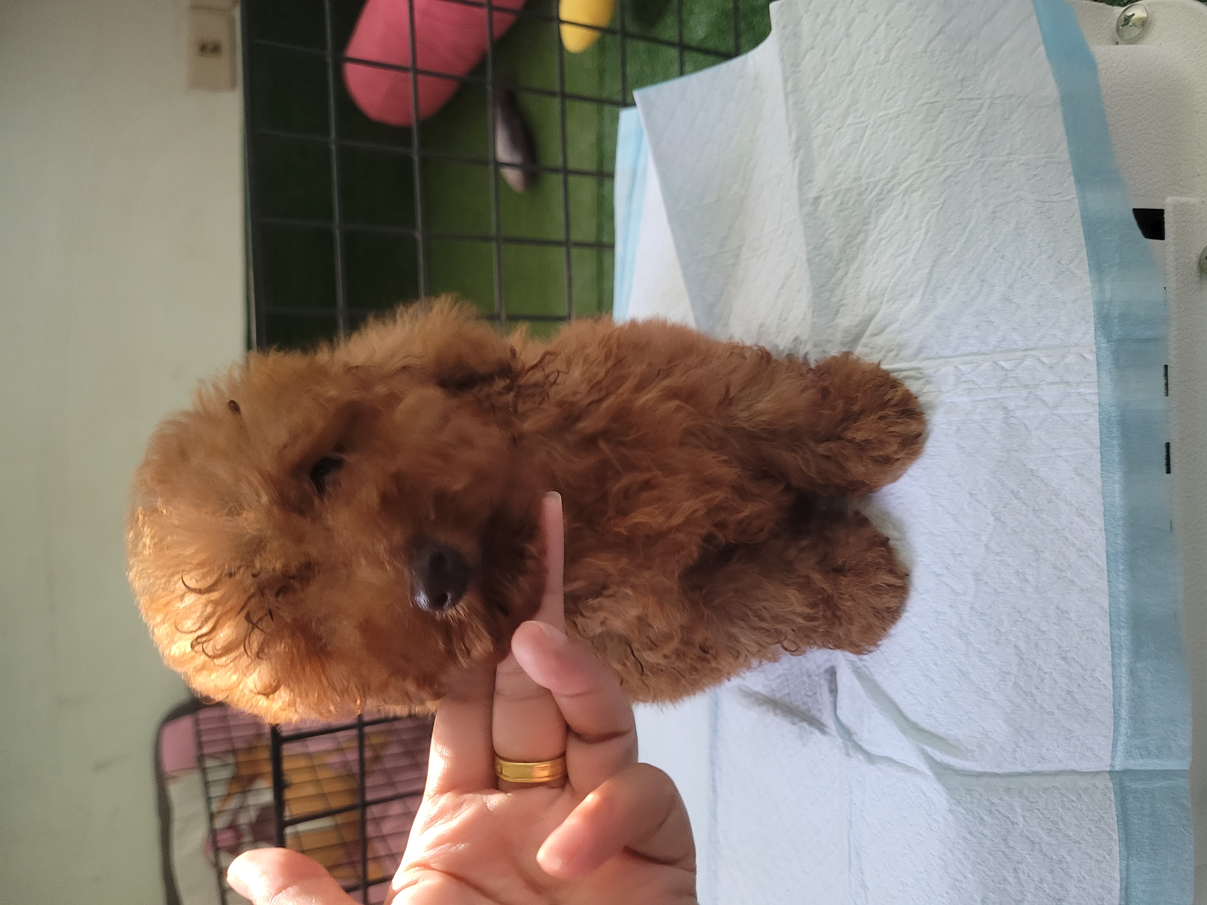 นาทีทอง ลดกระหน่ำ เกรดพรีเมียม พุดเดิ้ลทอย poodletoy บอดี้เล็ก สวยๆ