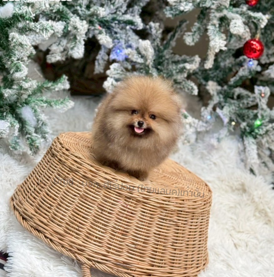 ปอมแท้ ปอมหน้าหมี HRM-10534 เพศชาย สีส้ม ตัวจิ๋วตัวเล็ก แก้มอ้วน น่าฟัดมาก ๆ ตอน...