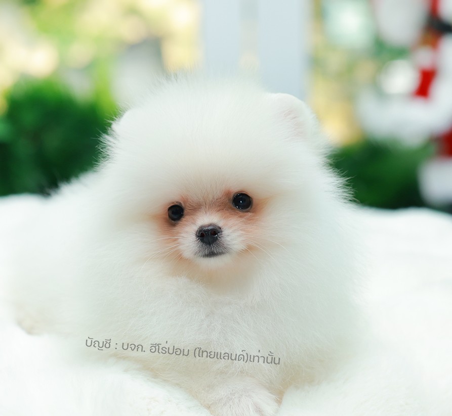 ปอมแท้ ปอมหน้าหมี HRM-10470 เพศชาย สีขาวครีม ตัวจิ๋วตัวเล็ก แก้มอ้วน น่าฟัดมาก ๆ...