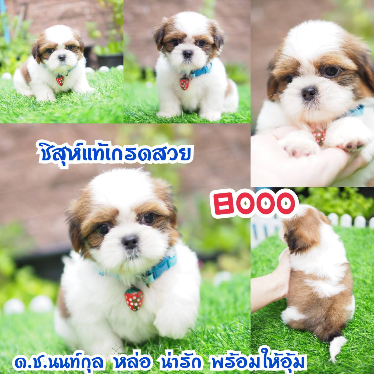 กิ๊ฟซ่า ชิสุห์