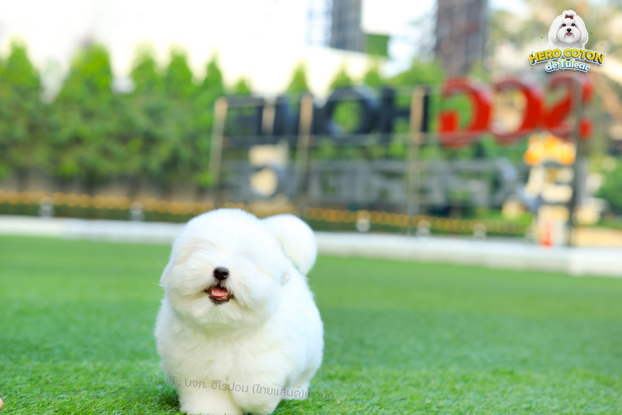 โคตอน CTF-00855 เพศหญิง สีขาว สวยหวานลูกคุณ ตัวเล็ก ขนนุ่ม สายเลือดคุณพ่อคุณแม่น...