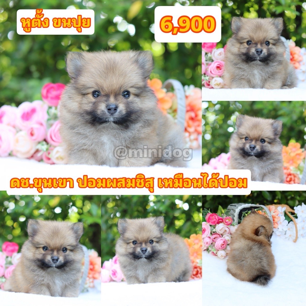 ชิสุผสมปอม