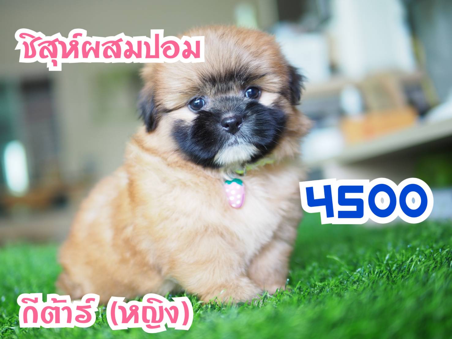 SHIHTZU  กิ๊ฟซ่า