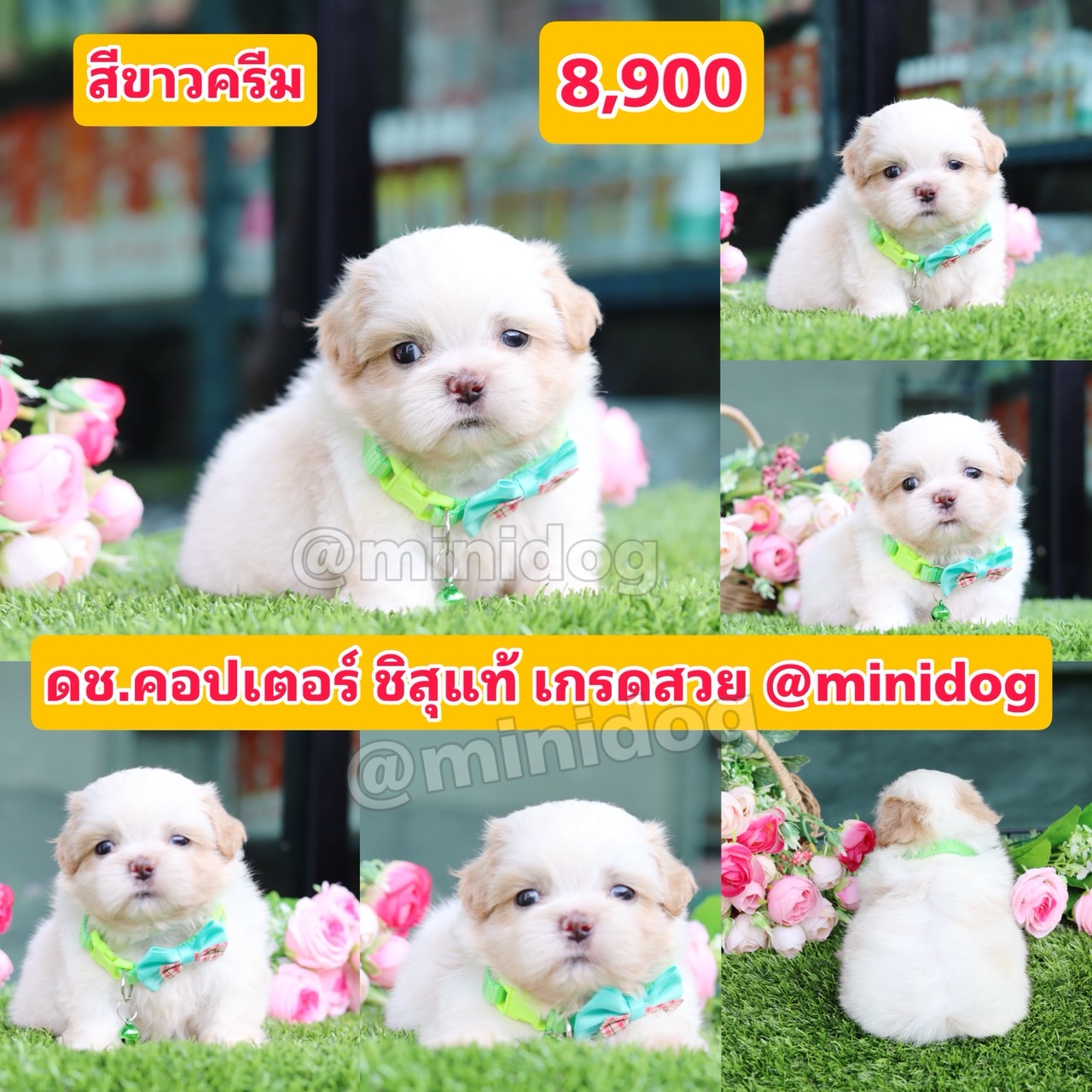 ชิสุแท้เกรดสวย