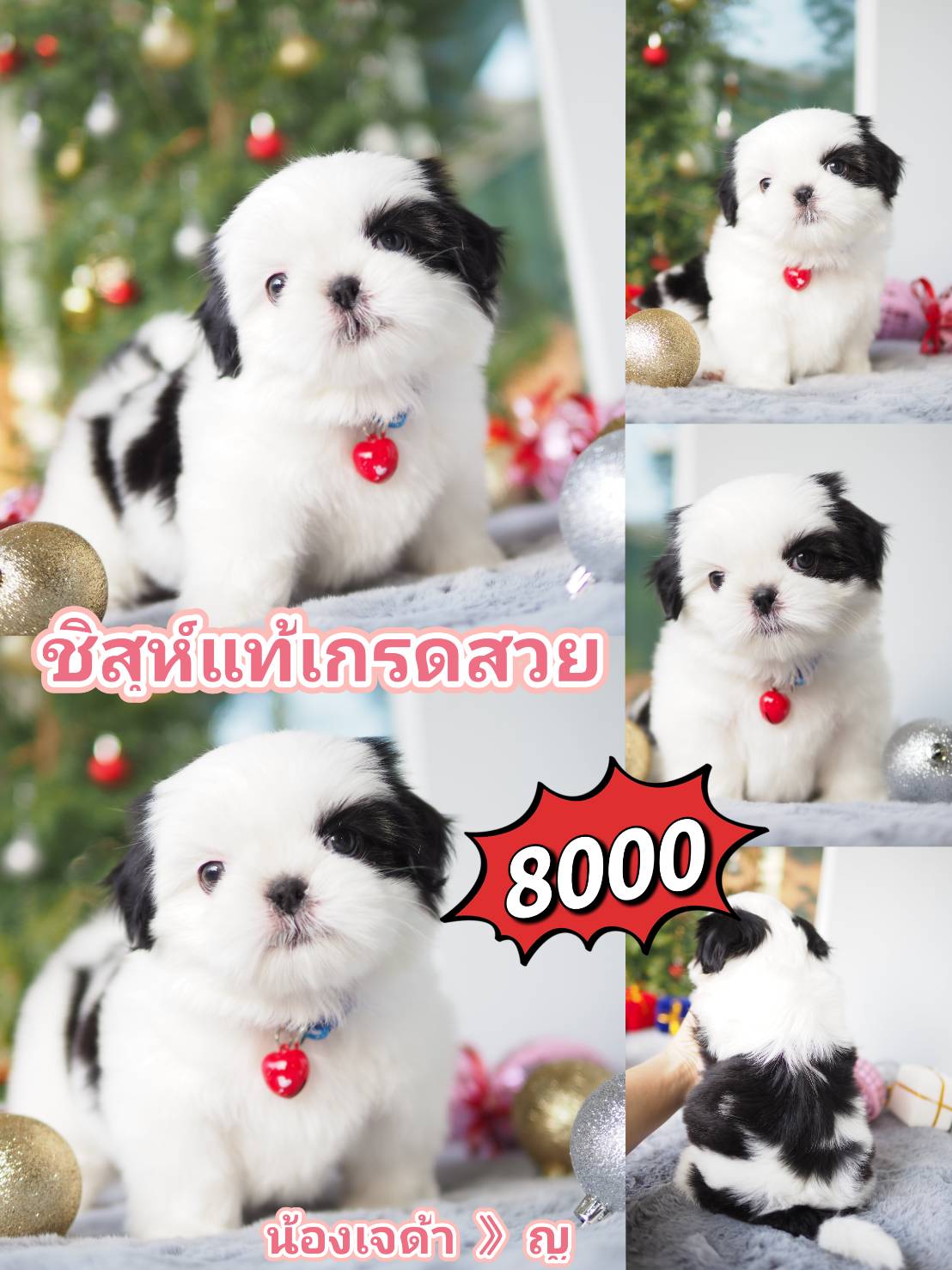 กิ๊ฟซ่าของแท้ @kibzaa เท่านั้น
