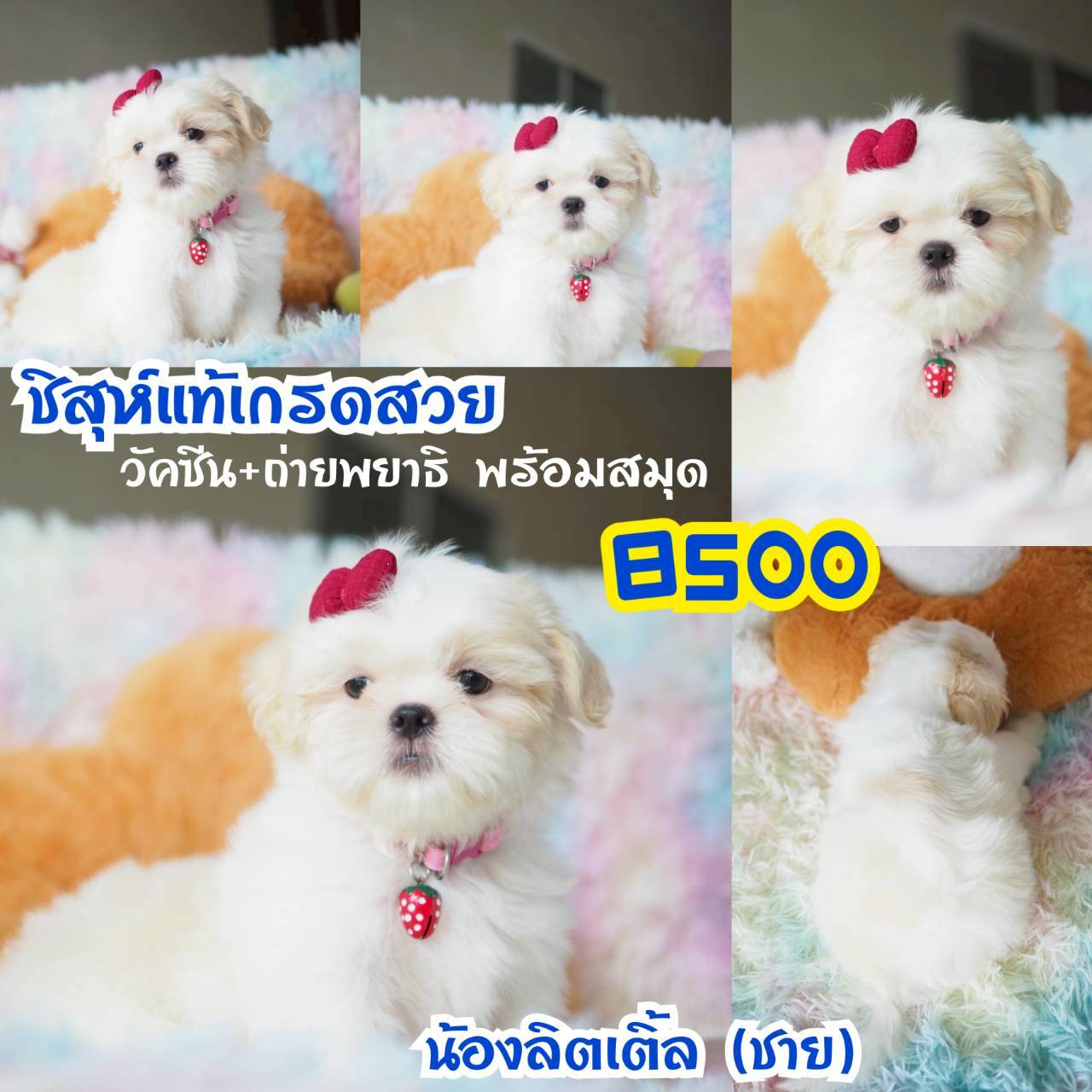 วัคซีน พร้อมสมุด ที่กิ๊ฟซ่า กทม.จตุโชติ6