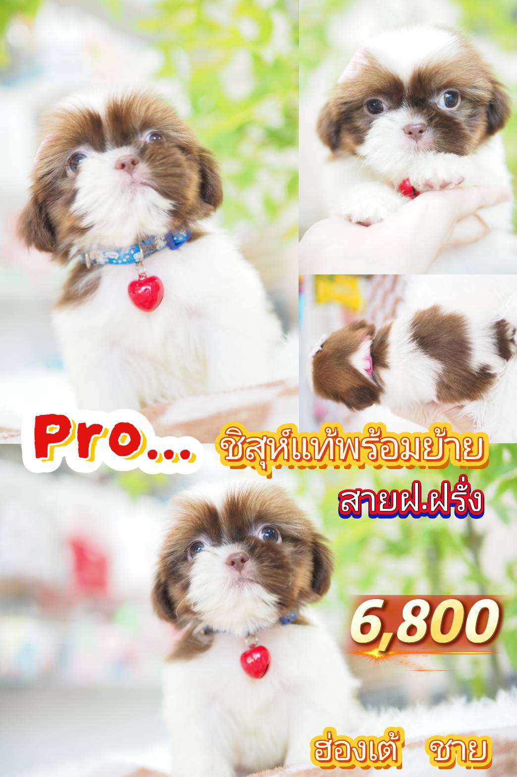 ชิสุ 6800