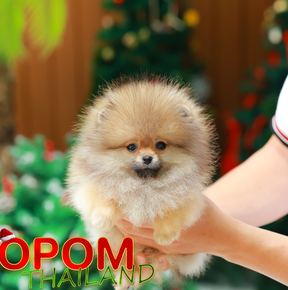 ปอมแท้ ปอมหน้าหมี HRF-10533 เพศหญิง สีส้ม อายุ 2 เดือน ขนแน่น ขาใหญ่ กินเก่ง หน้...