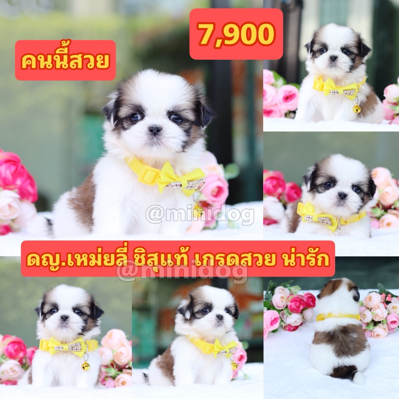 ชิสุแท้เกรดสวย