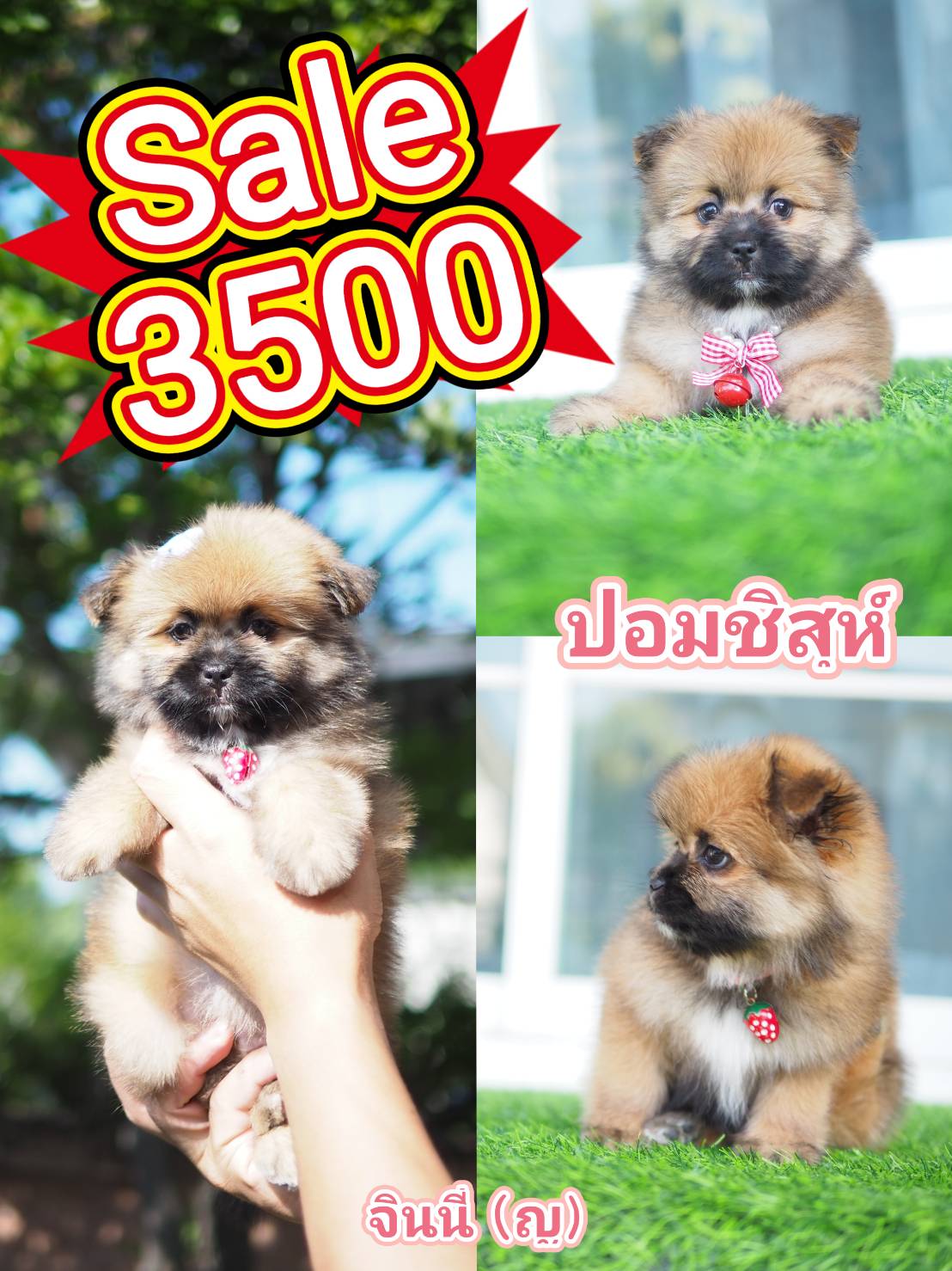 กิ๊ฟซ่า มาแล้ว