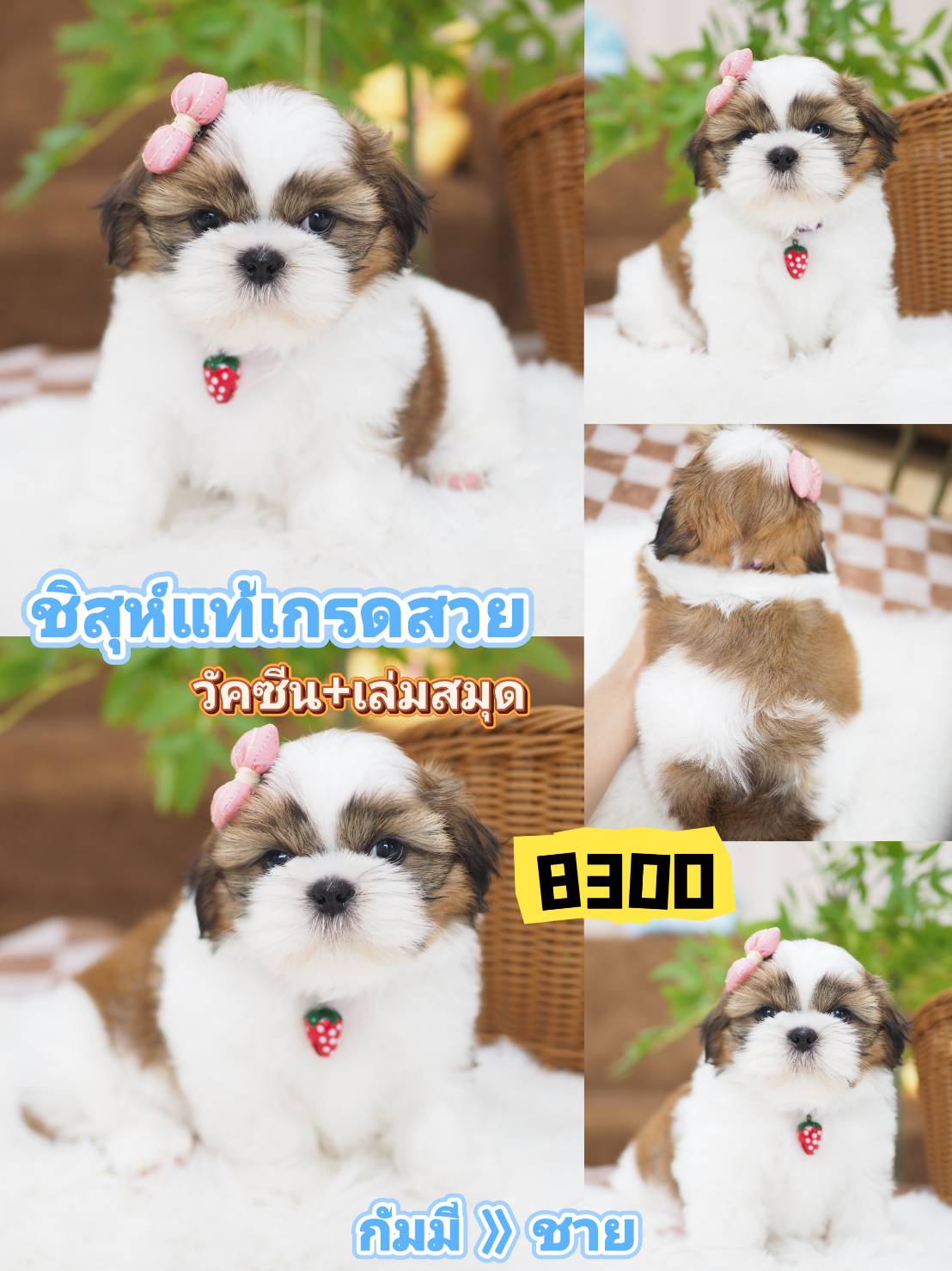 Shihtzu kibzaa