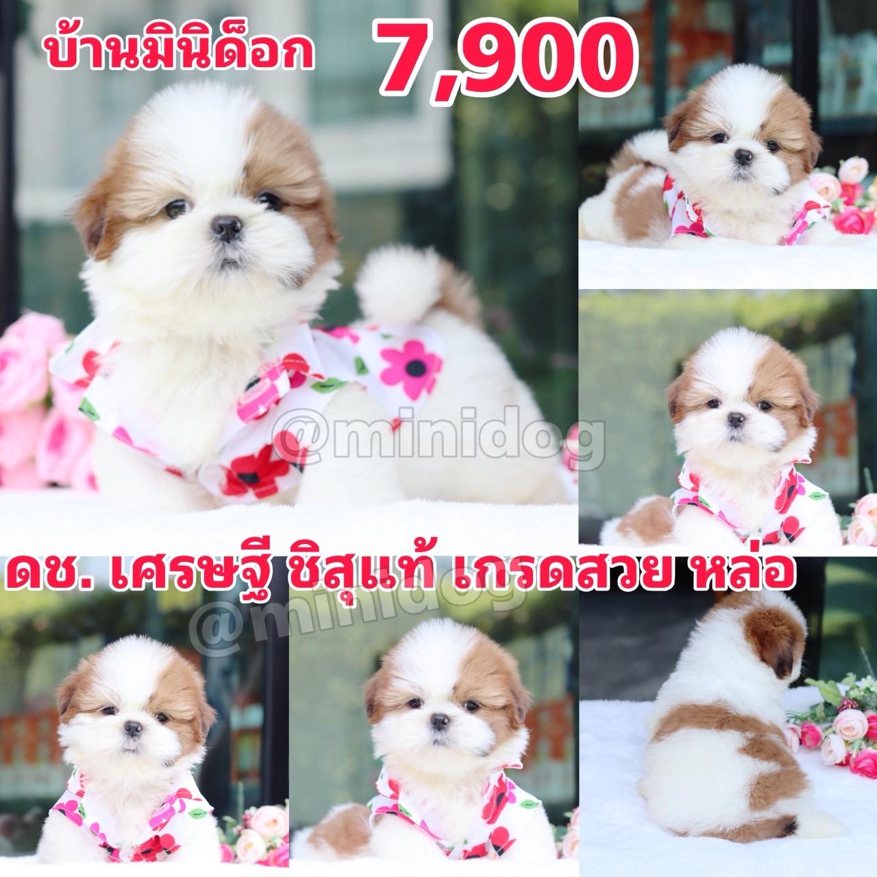 ชิสุแท้เกรดสวย