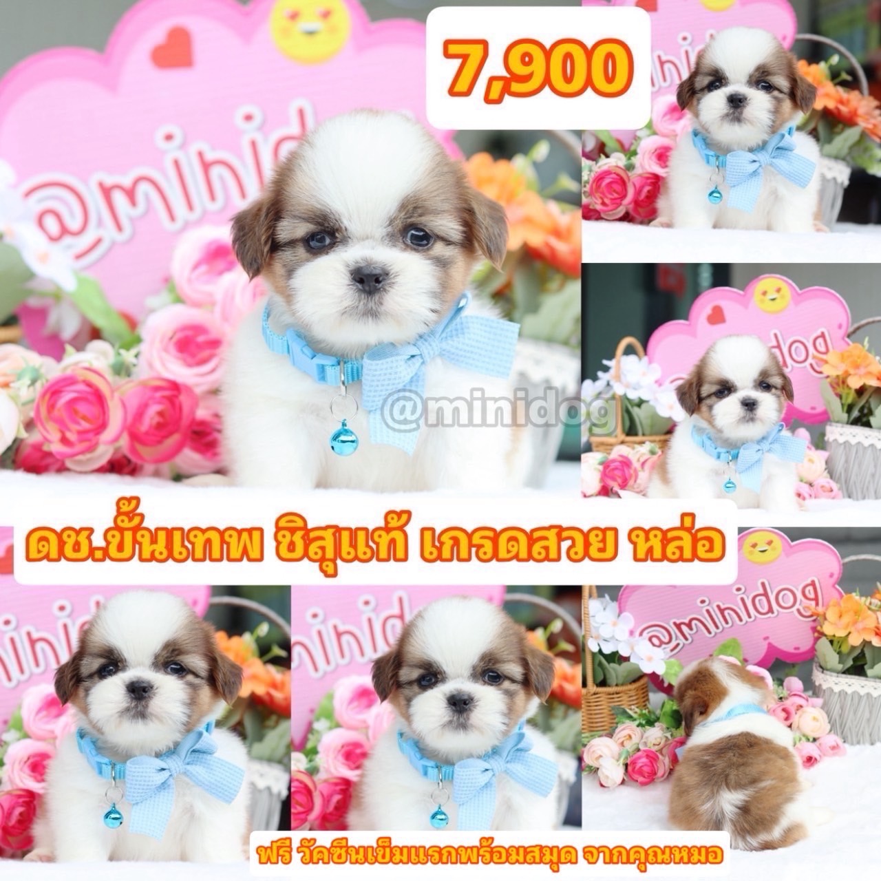 ชิสุแท้เกรดสวย