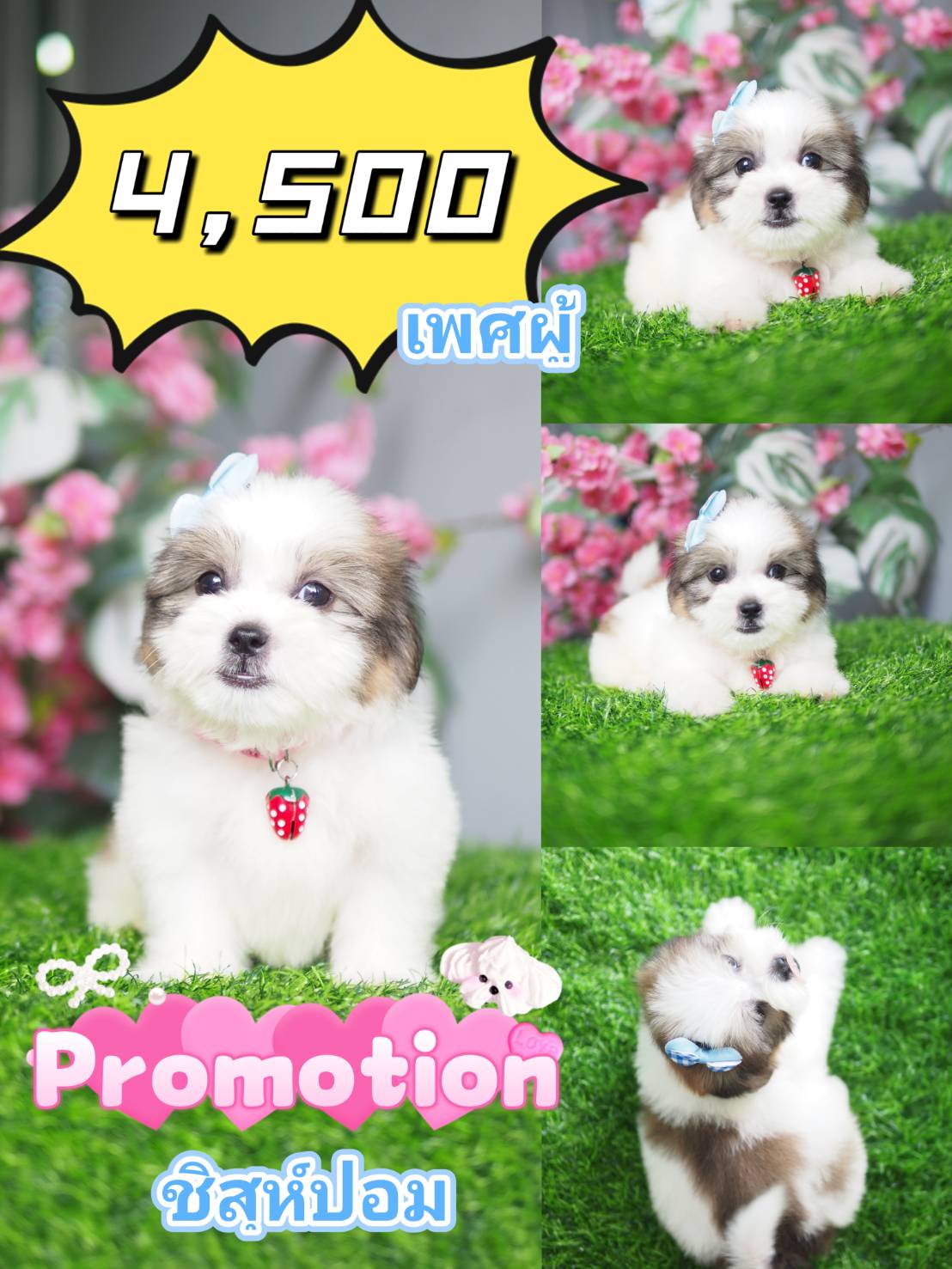 กิ๊ฟซ่า Shihtzu ,ชิสุห์ปอม