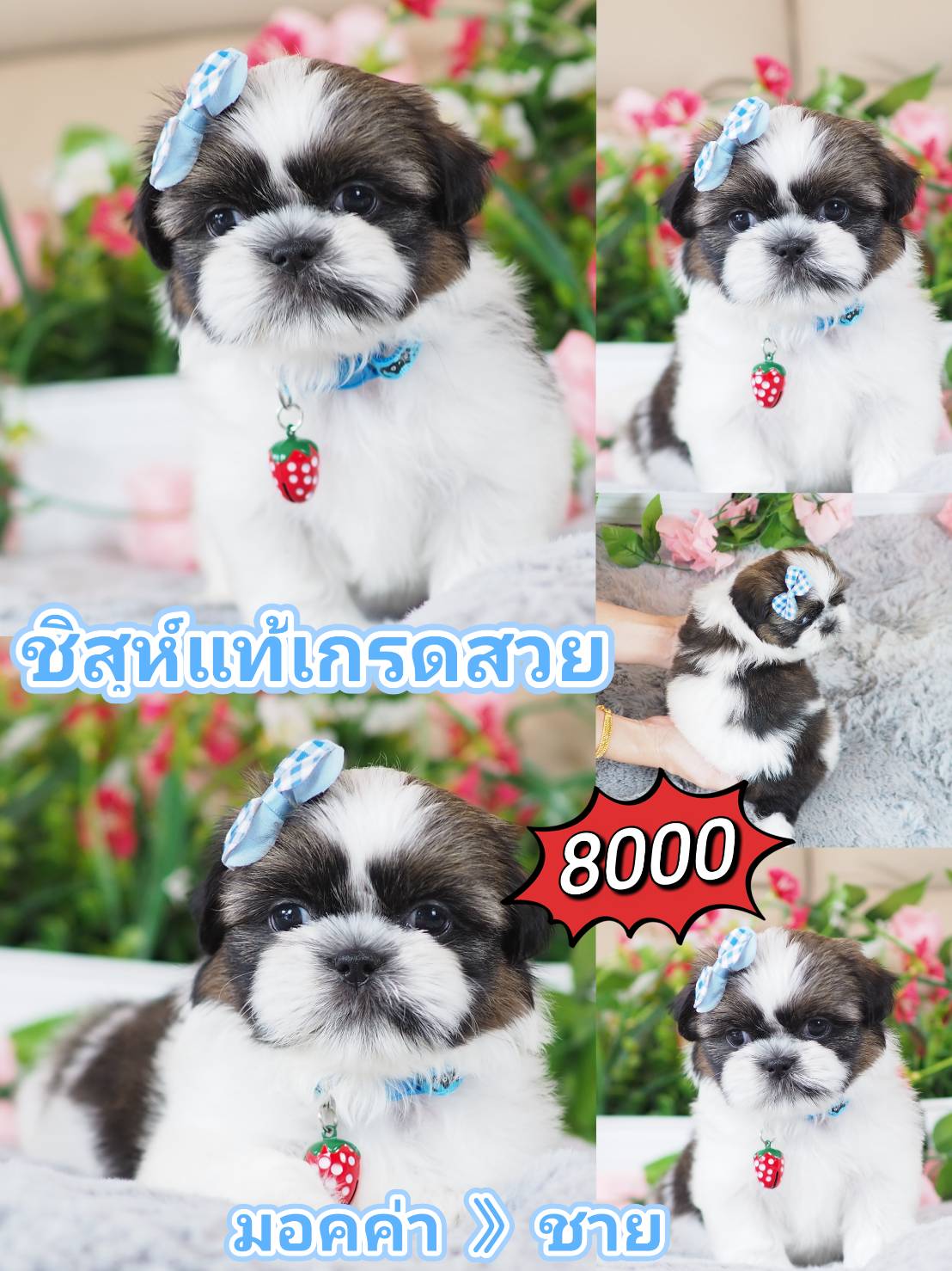 Shihtzu