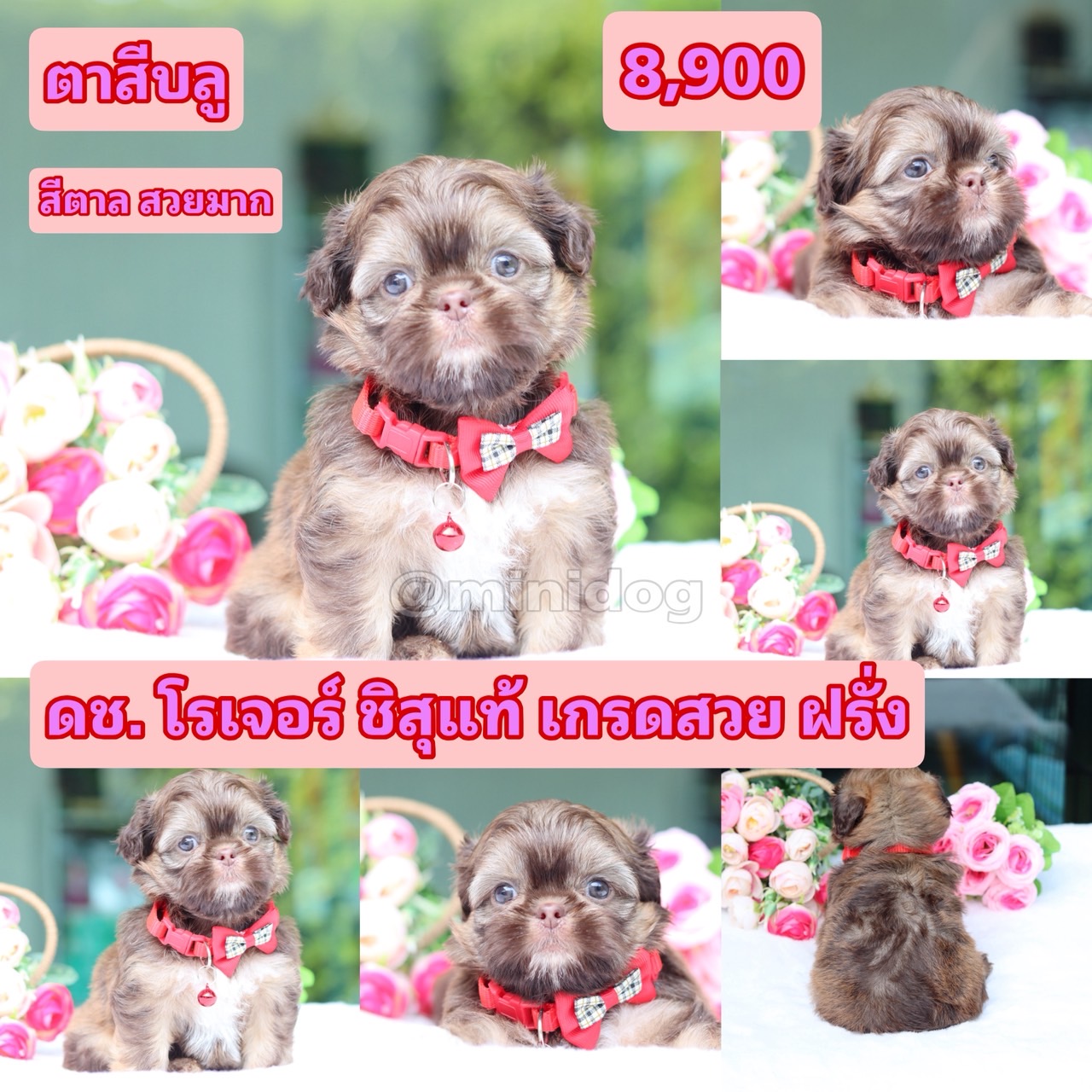 ชืสุแท้เกรดสวย