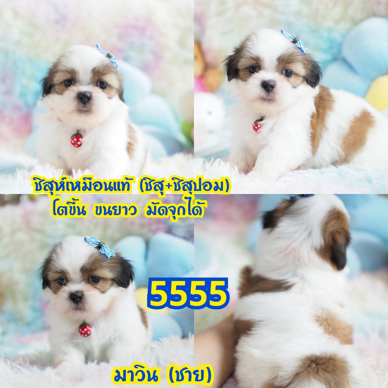 ❤️กิ๊ฟซ่าชิสุ มีแต่สวยๆ