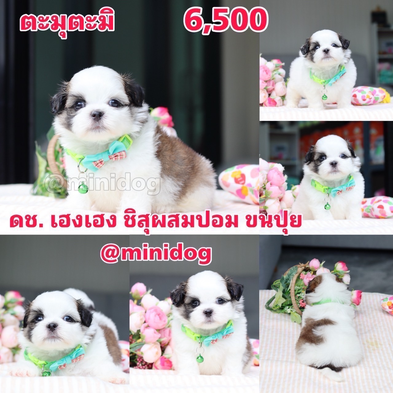 ชิสุผสมปอม