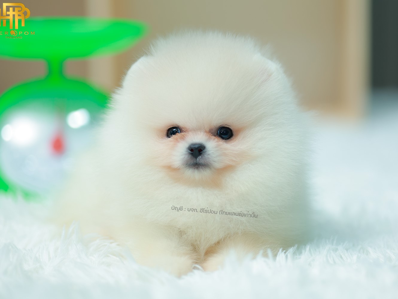 ปอมแท้ ปอมเมอเรเนียน HRF-68394 เพศหญิง สีขาว อายุ 2 เดือน หน้าตาน่ารัก ขาสั้น ขน...