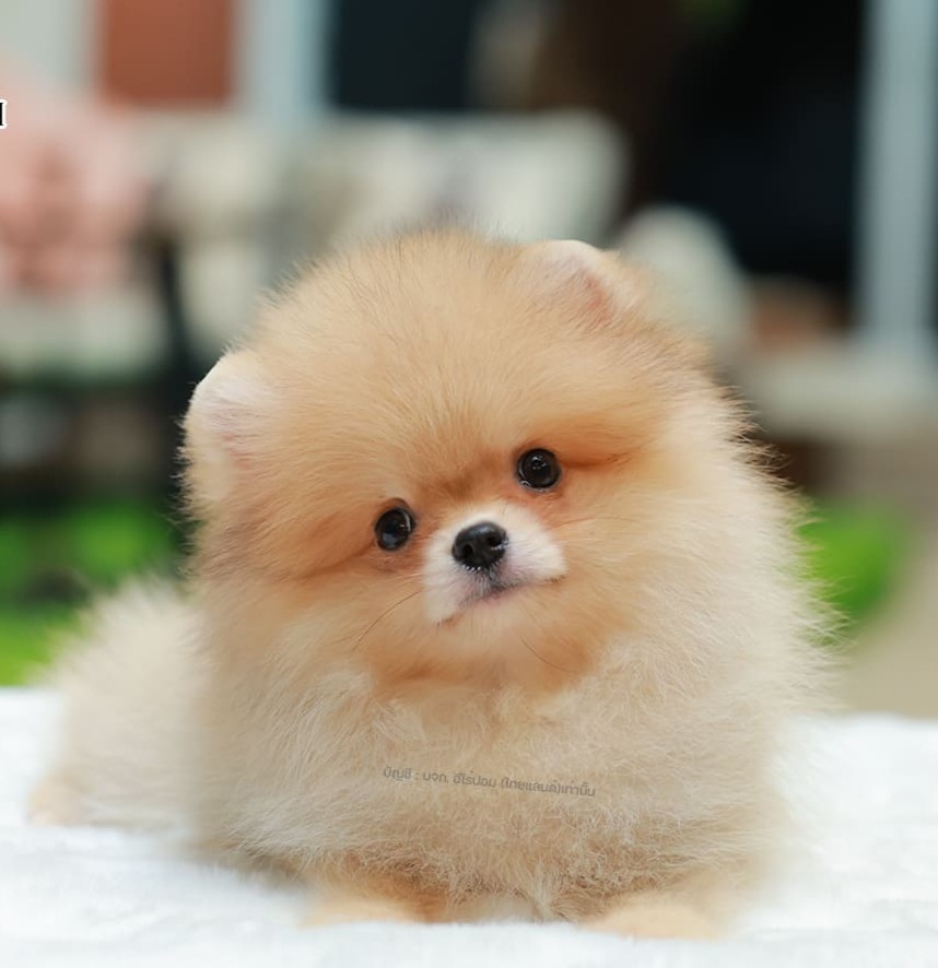 ปอมแท้ ปอมหน้าหมี HRF-10463 เพศหญิง สีส้ม ตัวจิ๋วตัวเล็ก แก้มอ้วน น่าฟัดมาก ๆ ตอ...