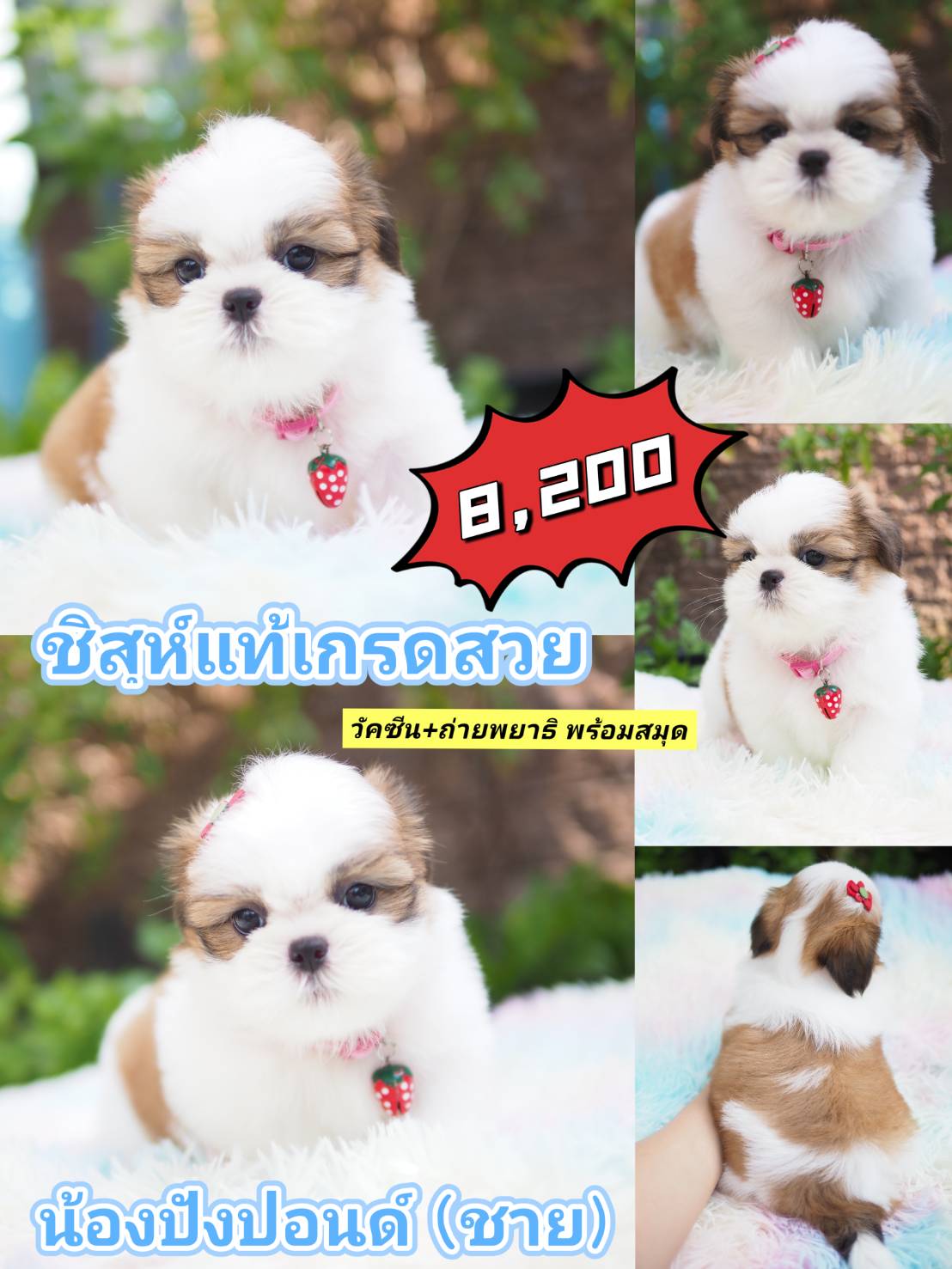 SHIHTZU กิ๊ฟซ่า