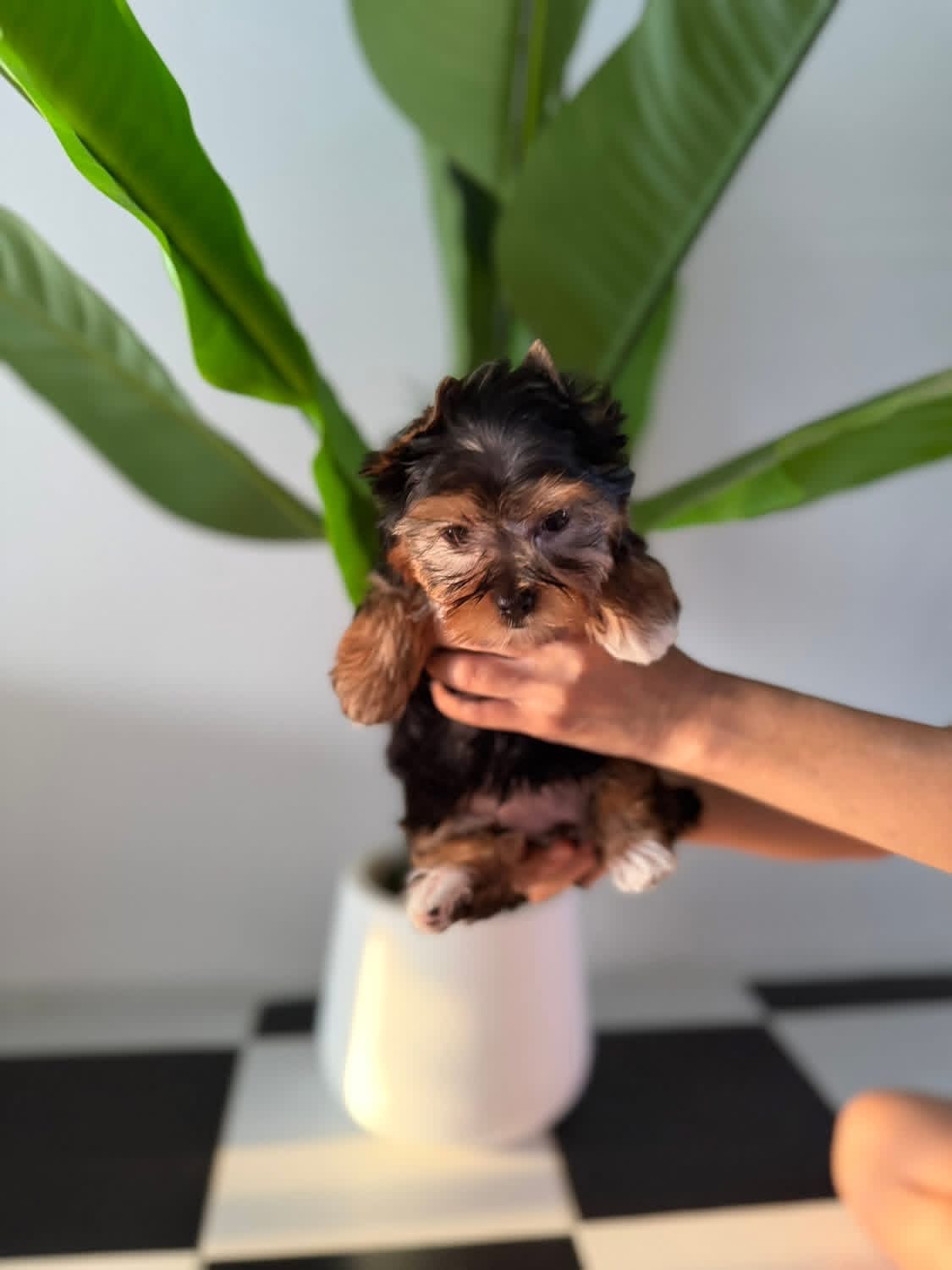 ยอร์คเชียร์ไซด์ทอยและทีคัพ