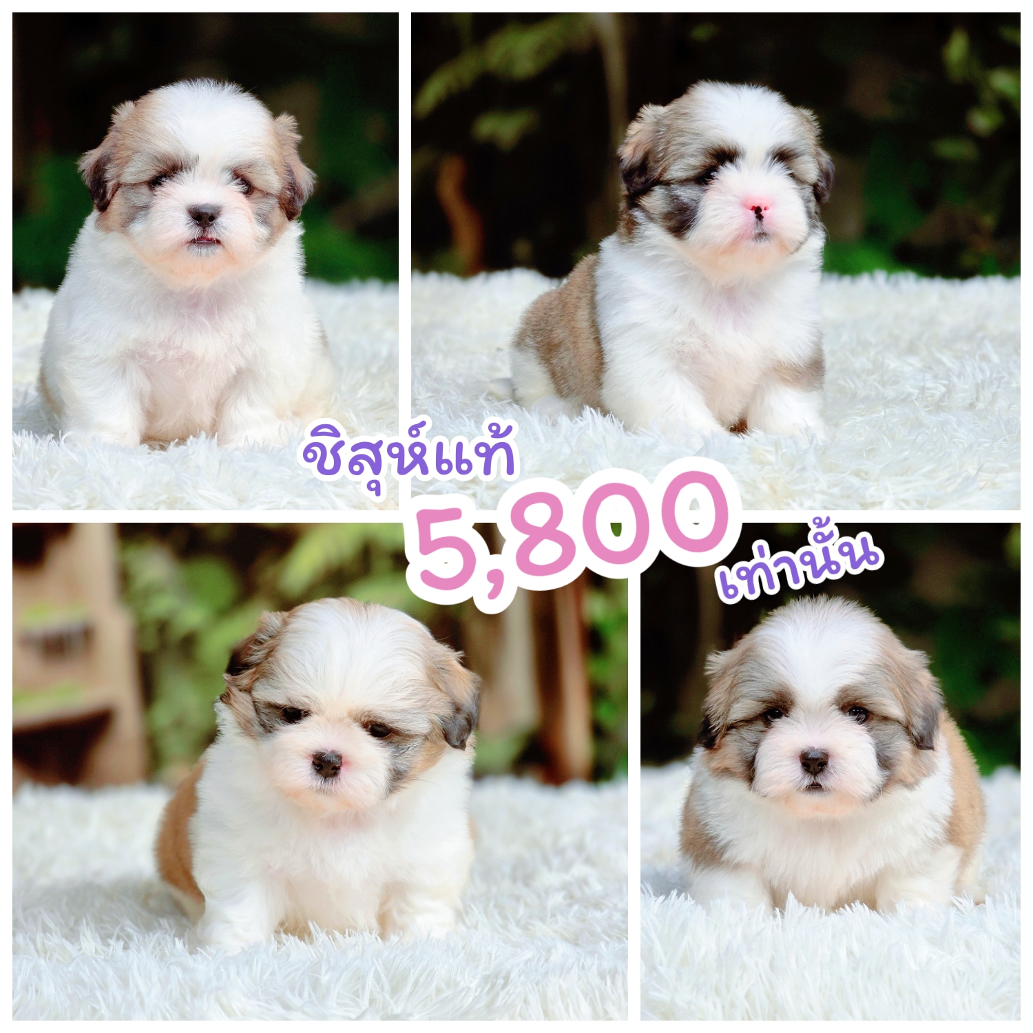 ชิสุห์พันธุ์แท้วัคซีนฟรีมีจัดส่งเก็บปลายทาง