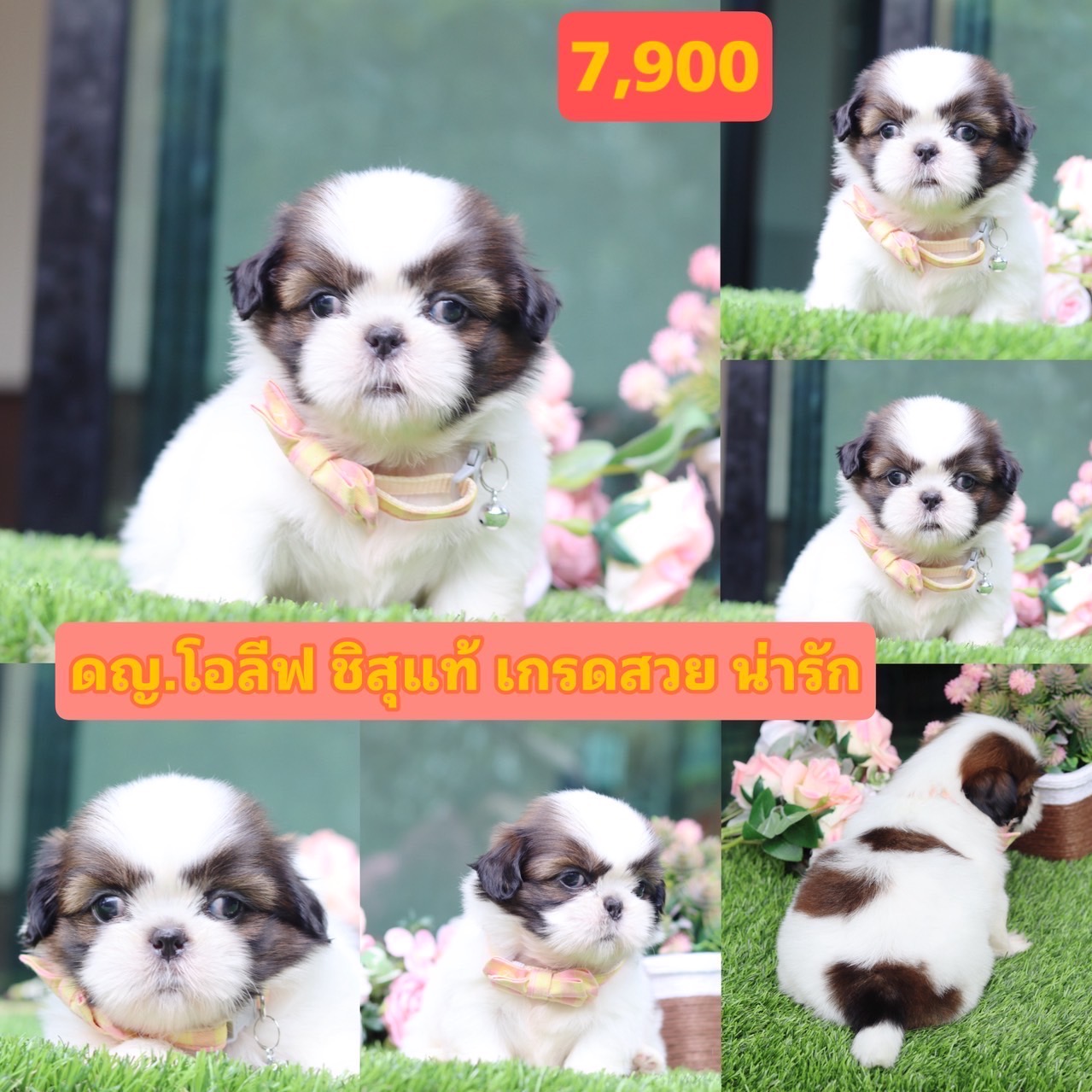 ชิสุแท้เกรดสวย