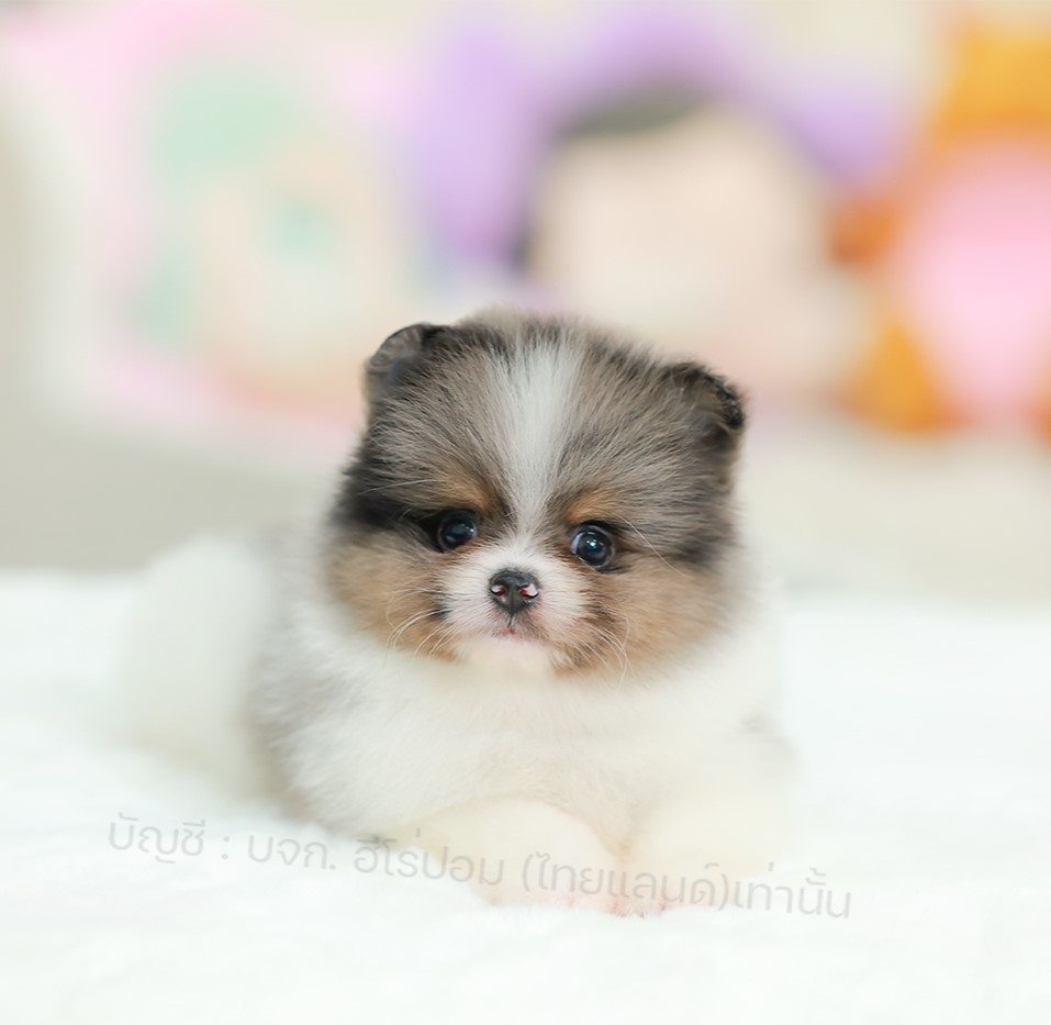 ปอมแท้ ปอมหน้าสั้น รหัสสุนัข HRM-10866 สีปาร์ตี้เมอร์เร่ เพศชาย อายุ 2 เดือน เลี...