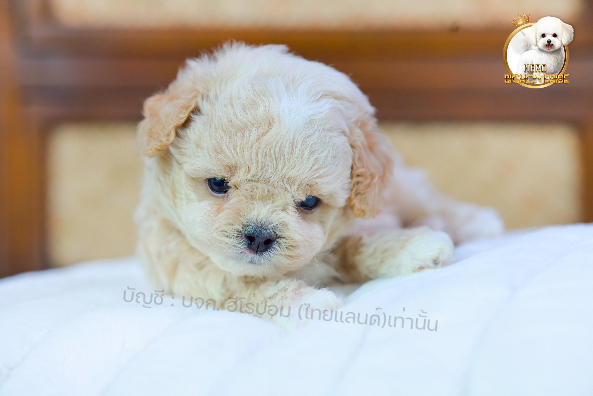 [เปิดจอง] บิชองพู BCM-10069 เพศชาย สีครีม สวยหวานลูกคุณ ตัวเล็ก ขนนุ่ม สายเลือดค...