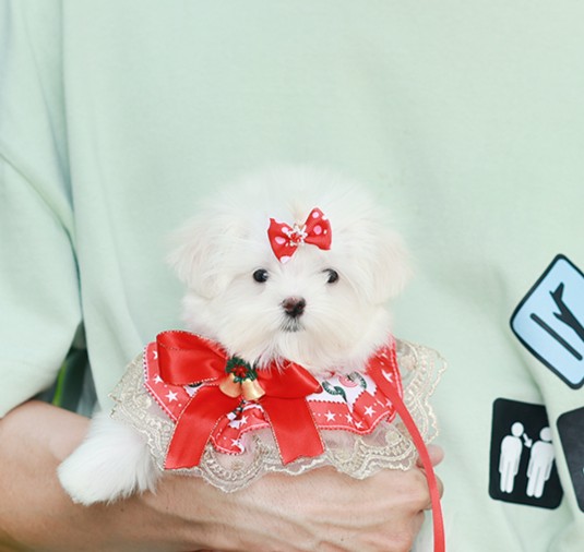 Maltese MTF50960 เพศหญิง สีขาว อายุ 2 เดือน ตัวเล็ก ขาสั้น หน้าสั้น ขนแน่น