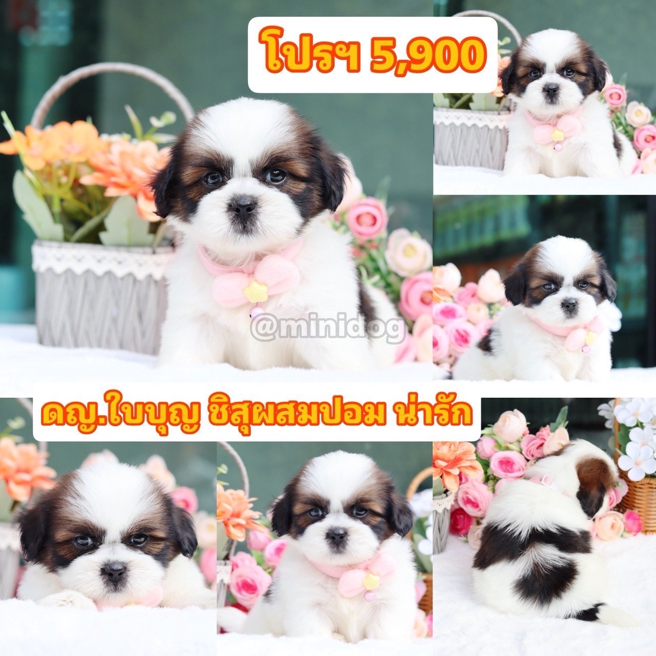 ชิสุผสมปอม