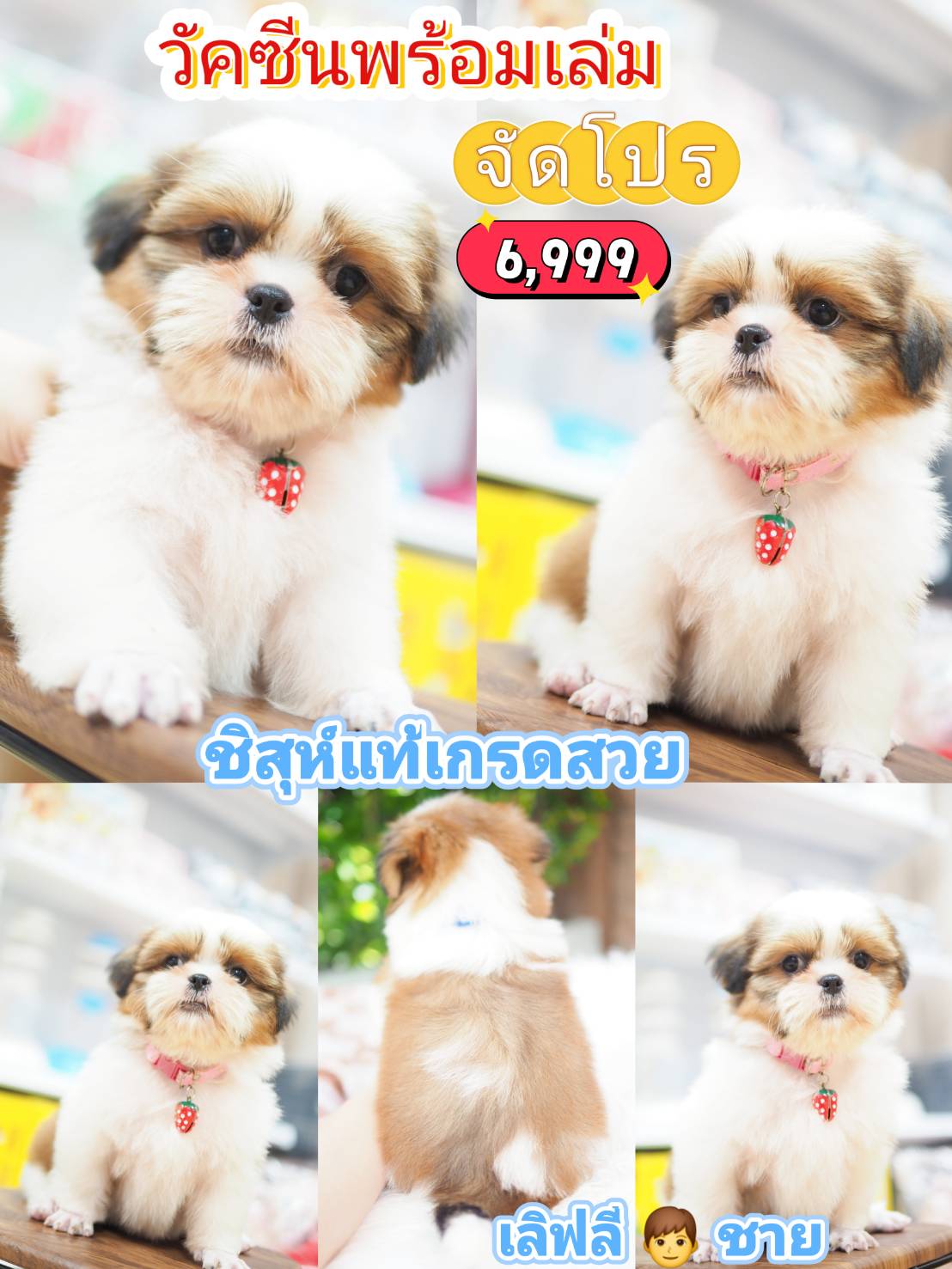 กิ๊ฟซ่า ❤️ โปร 6999