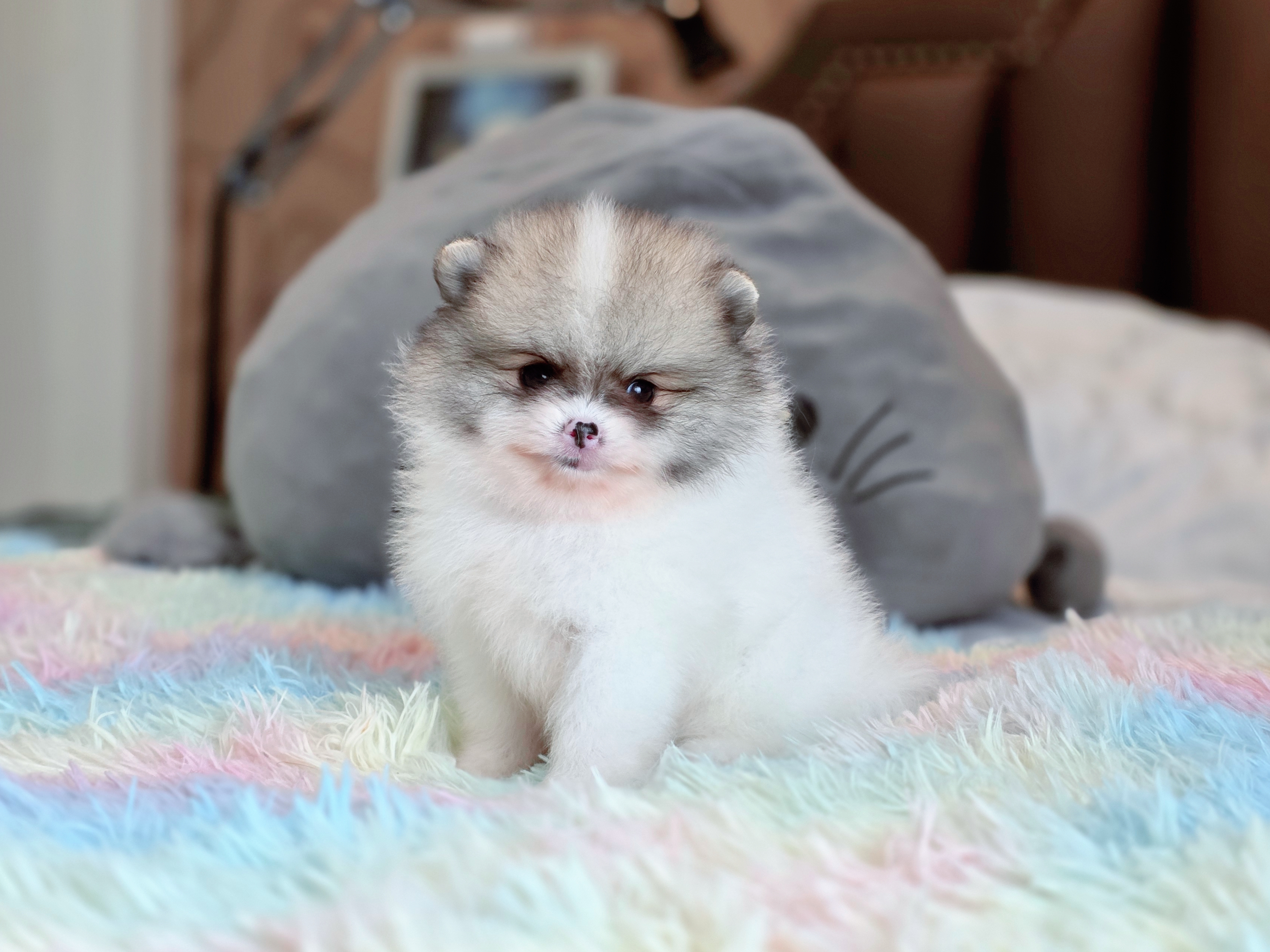 น้องปุยเมฆปอมสีปาร์ตี้พันธุ์แท้ไซส์จิ๋วๆหนุ่มน้อยพร้อมย้ายบ้านมีจัดส่ง