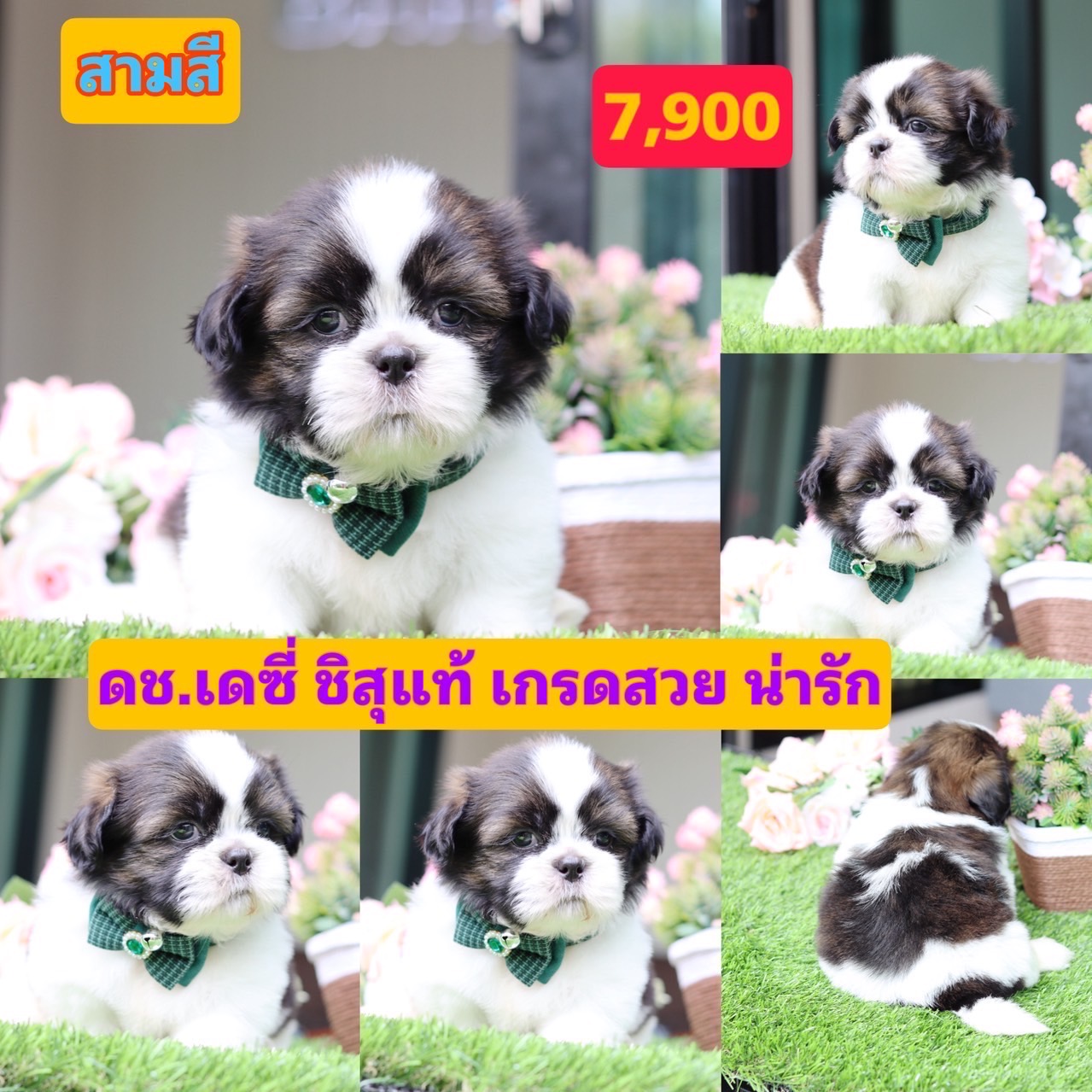 ชิสุแท้เกรดสวย