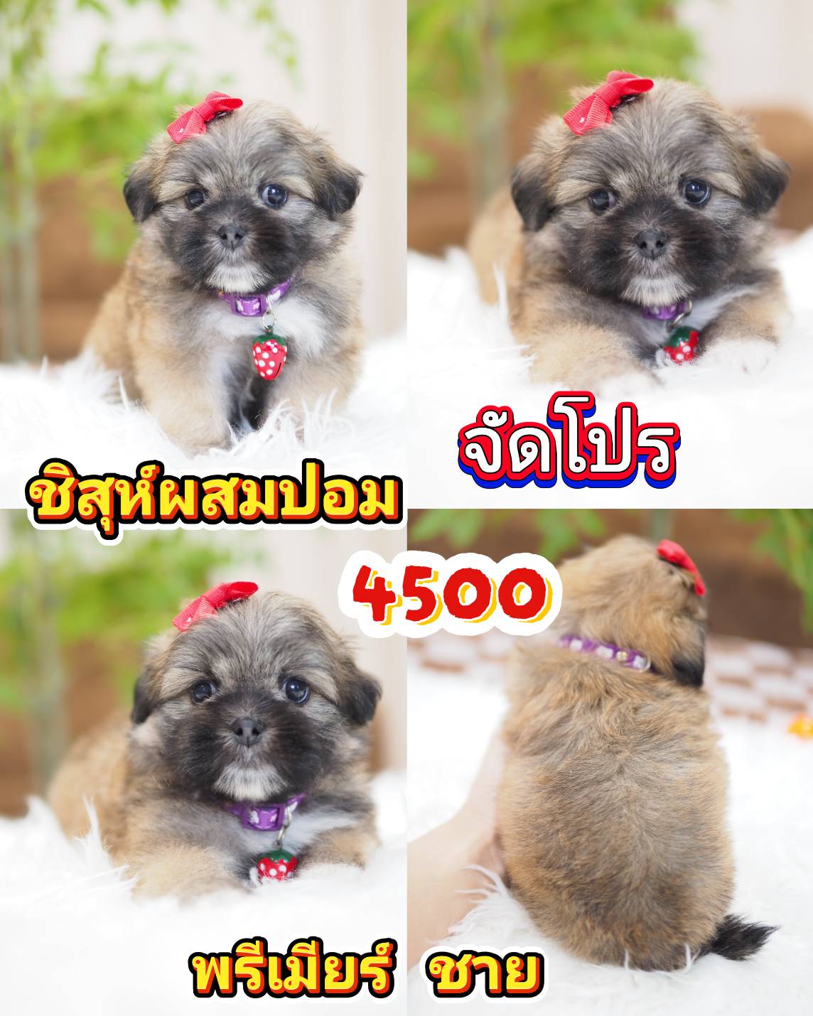 4500 พี่ว่าไง