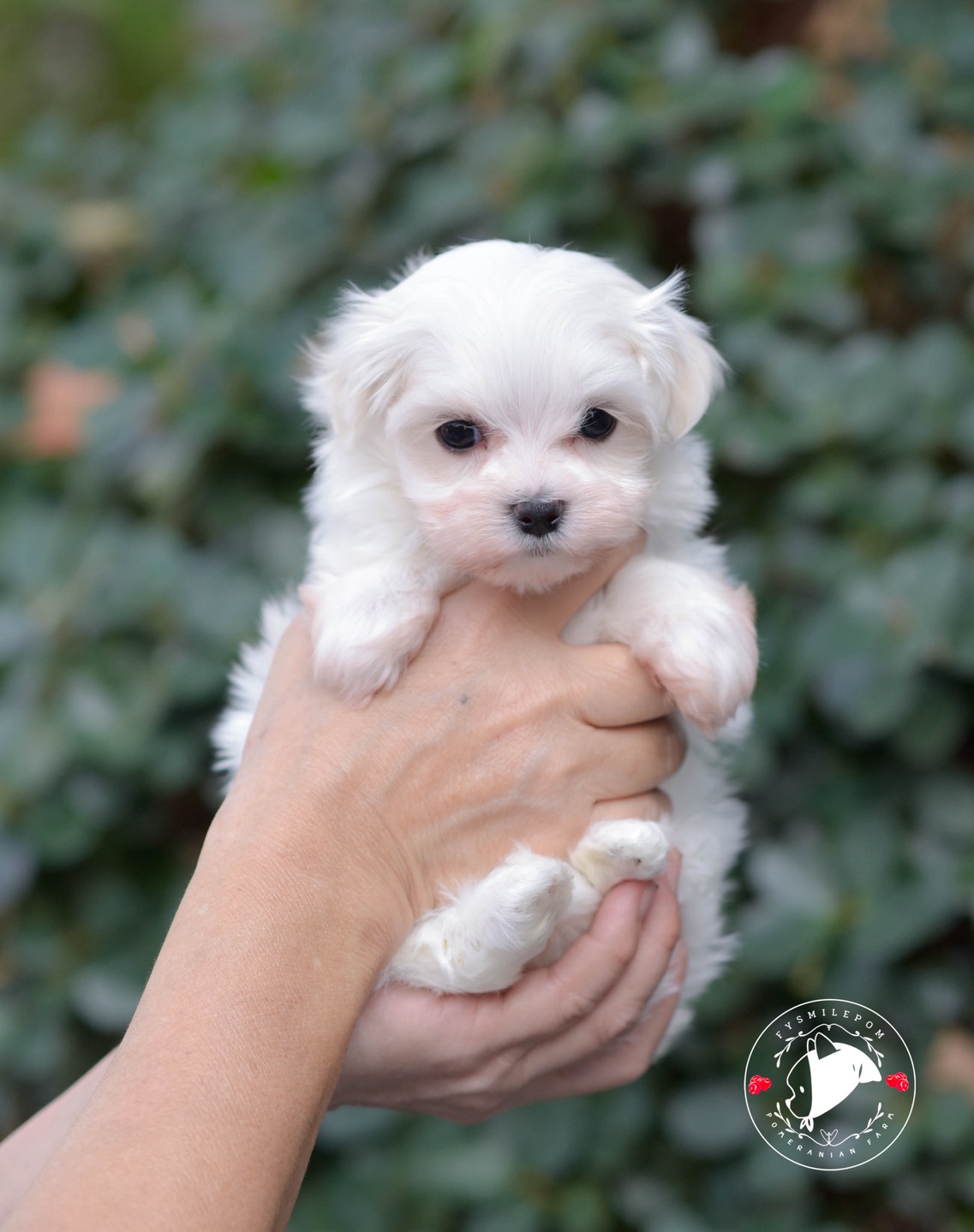 FYsmilepom น้องมอลทีส เพศเมีย หน้าตาน่ารักพร้อมย้ายบ้านค่า 0830777178 ,02