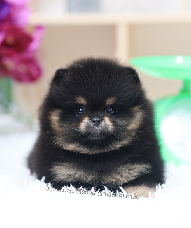 ปอมแท้ ปอมเมอเรเนียน HRF-68395 เพศหญิง สีแบล็คแทน อายุ 2 เดือน หน้าตาน่ารัก ขาสั...