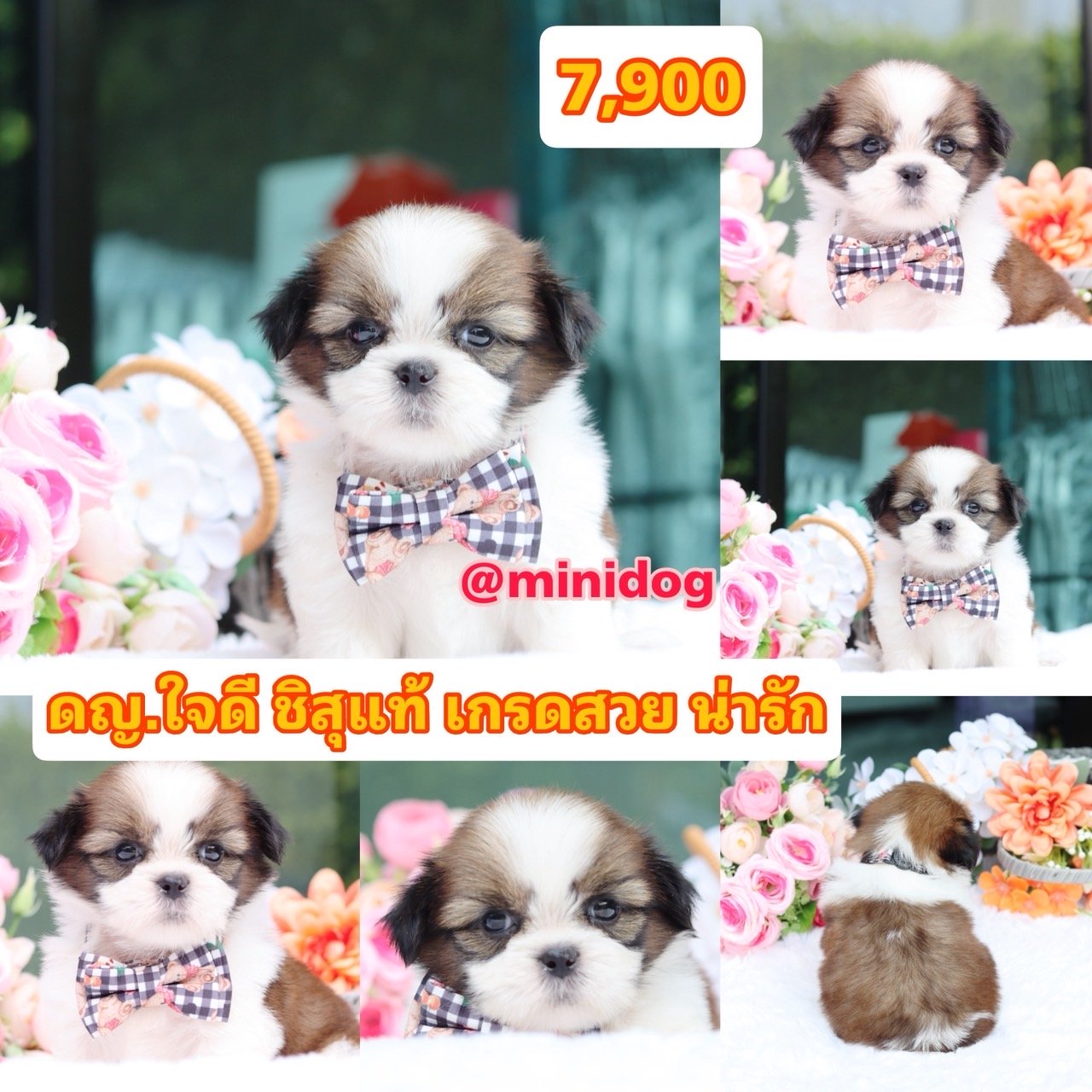 ชิสุแท้เกรดสวย