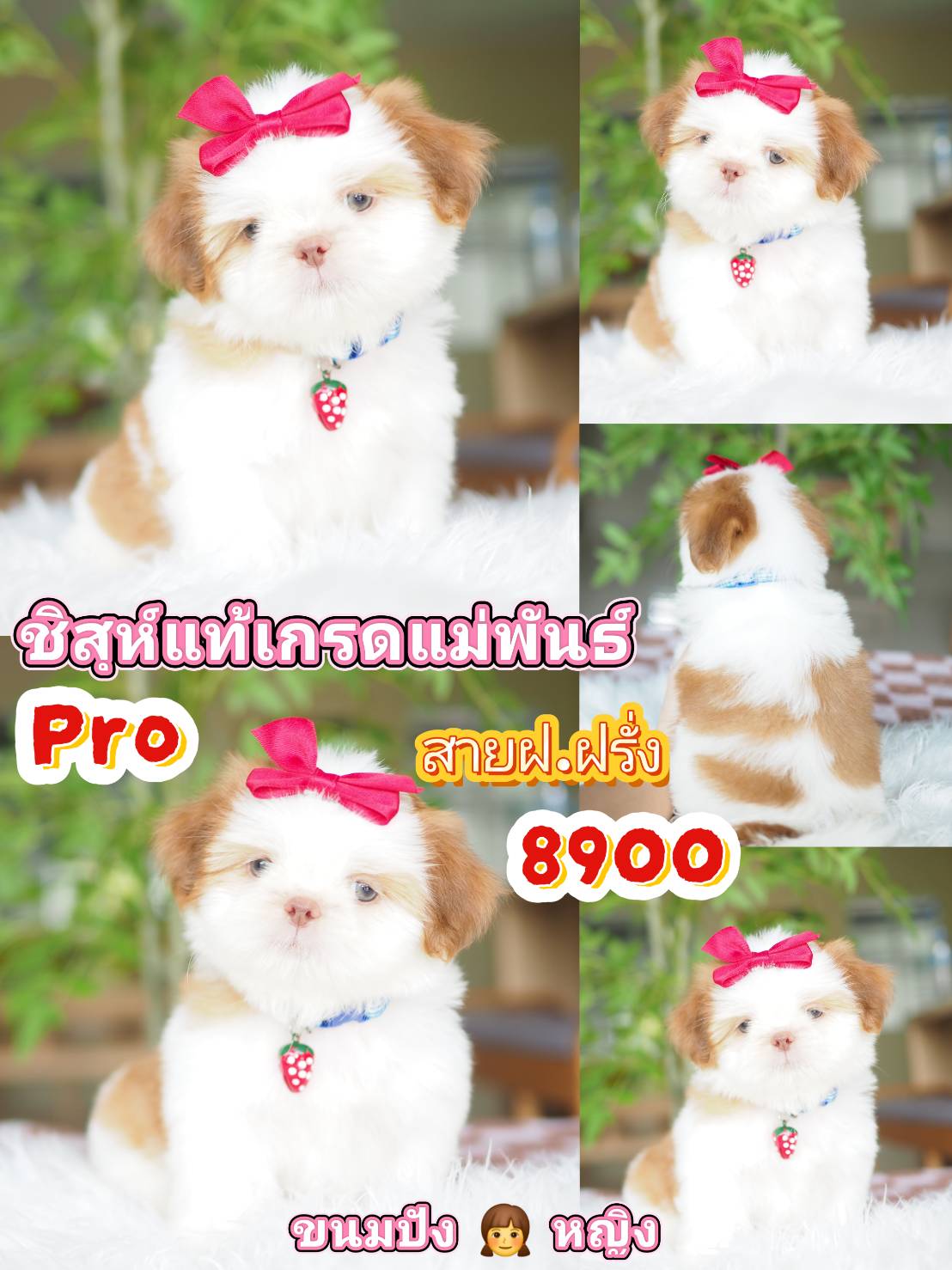 Shihtzu