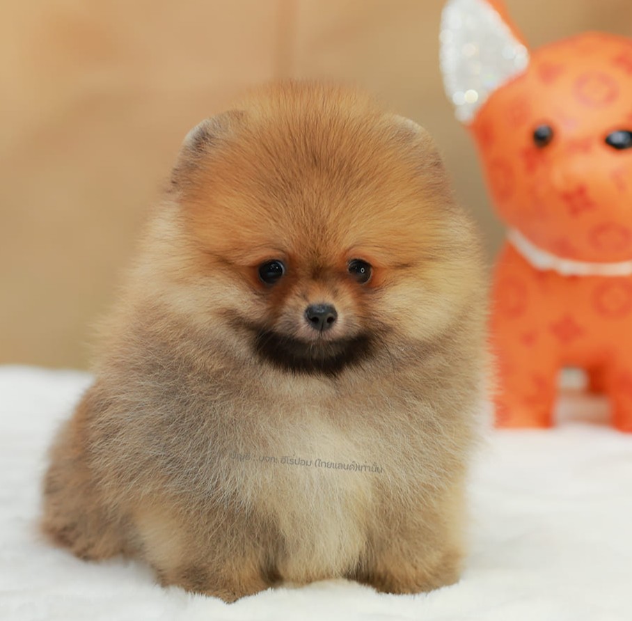 ปอมแท้ ปอมหน้าสั้น HRM-10798 เพศชาย สีส้ม หนุ่มฮอต หน้าตาน่ารัก น่าเอ็นดูมาก ๆ แ...