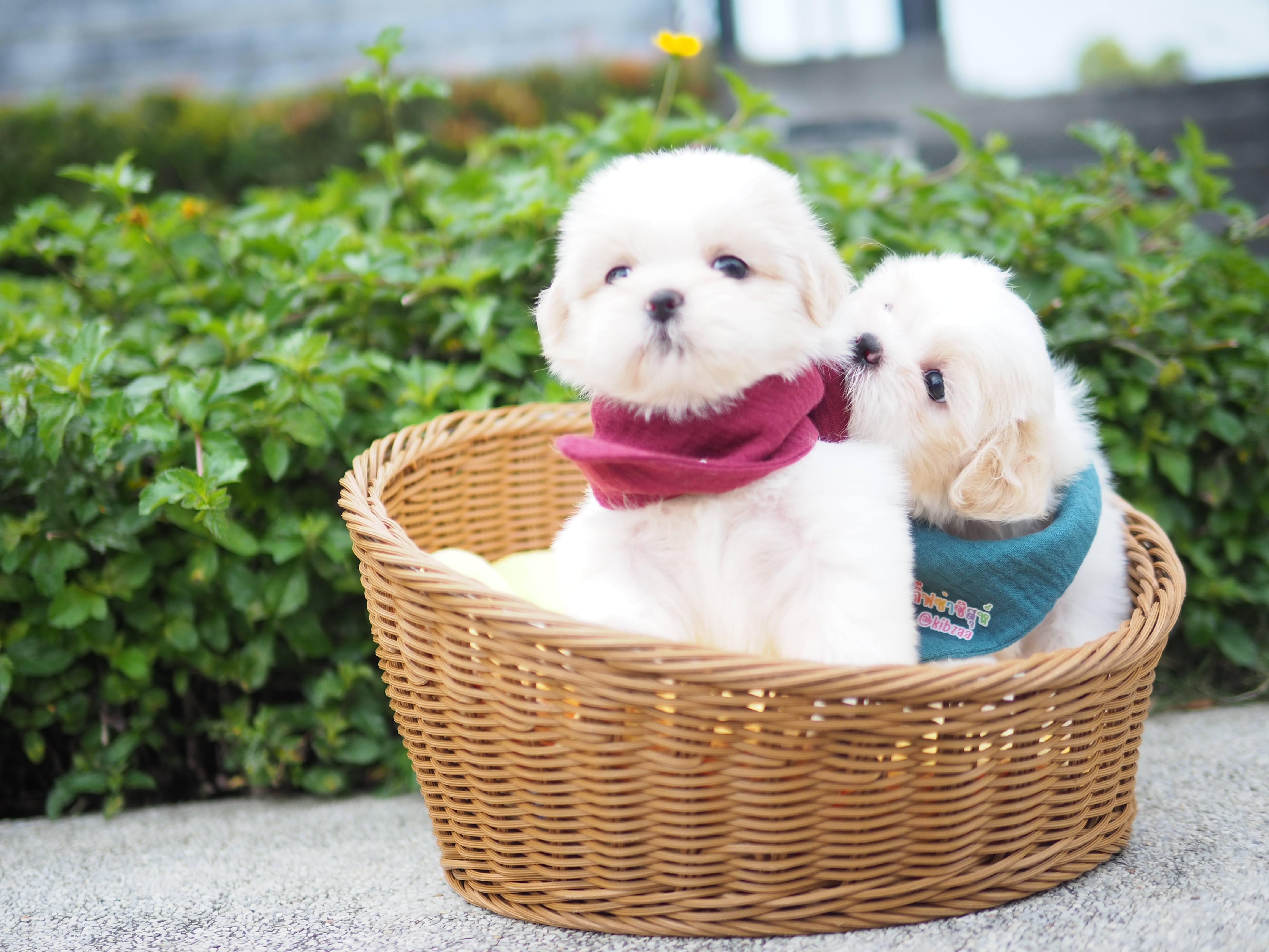 SHIHTZU สีขาว กิ๊ฟซ่า