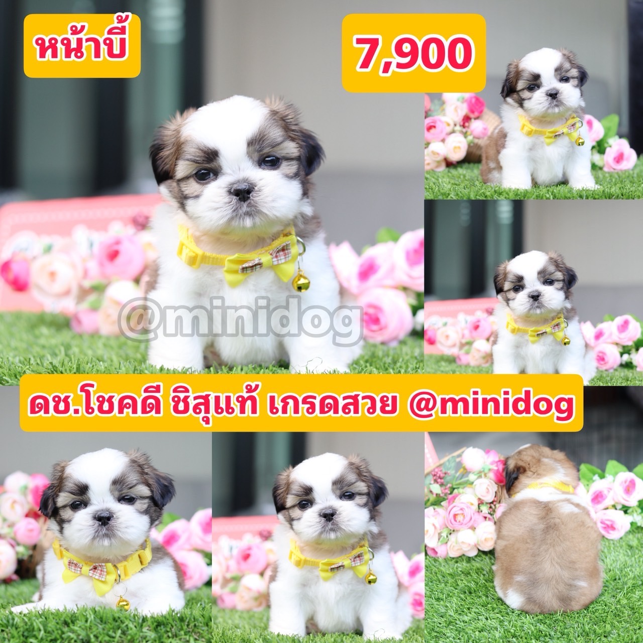 ชิสุแท้เกรดสวย