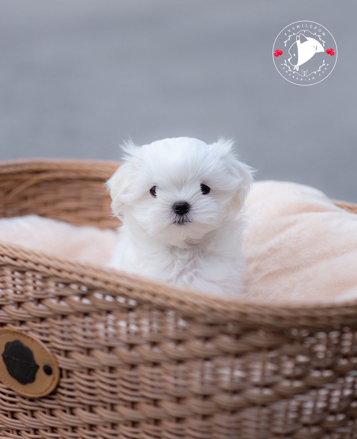 FYsmilepom น้องมอลทีส เพศเมีย หน้าตาน่ารัก พร้อมย้ายบ้านค่ะ 0830777178