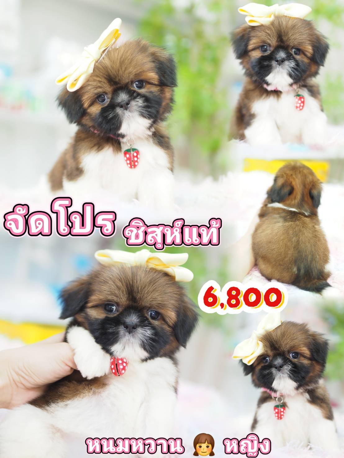 กิ๊ฟซ่าชิสุ