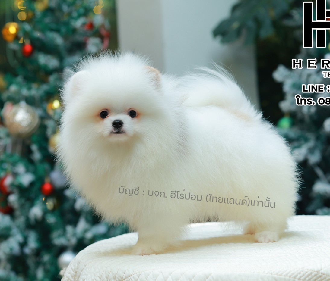 ปอมแท้ ปอมหน้าหมี HRM-10381 เพศชาย สีขาว ตัวจิ๋วตัวเล็ก แก้มอ้วน น่าฟัดมาก ๆ ตอน...