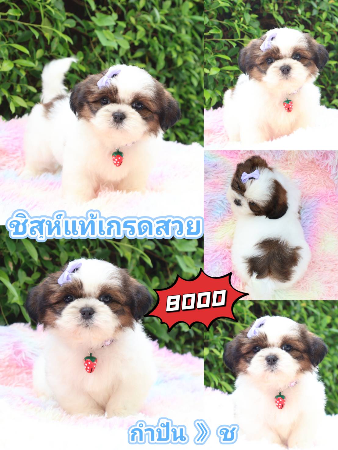 Shihtzu kibzaa