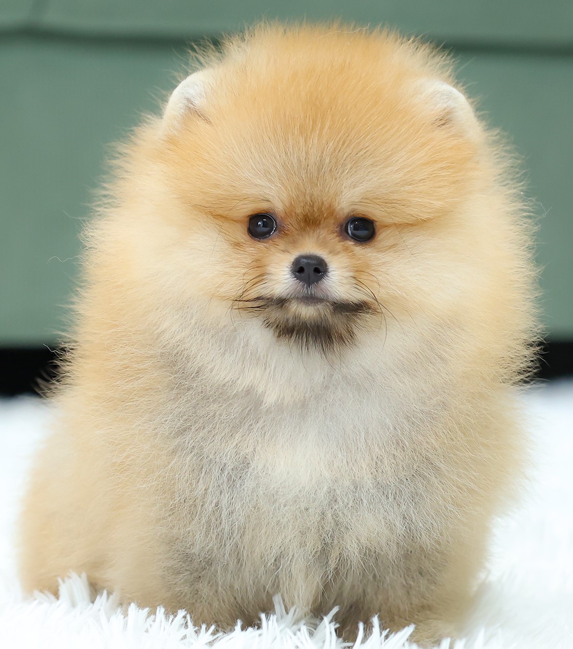 ปอมแท้ ปอมเมอเรเนียน HRF-26234 เพศหญิง สีส้ม อายุ 2 เดือน หน้าตาน่ารัก ขาสั้น ขน...