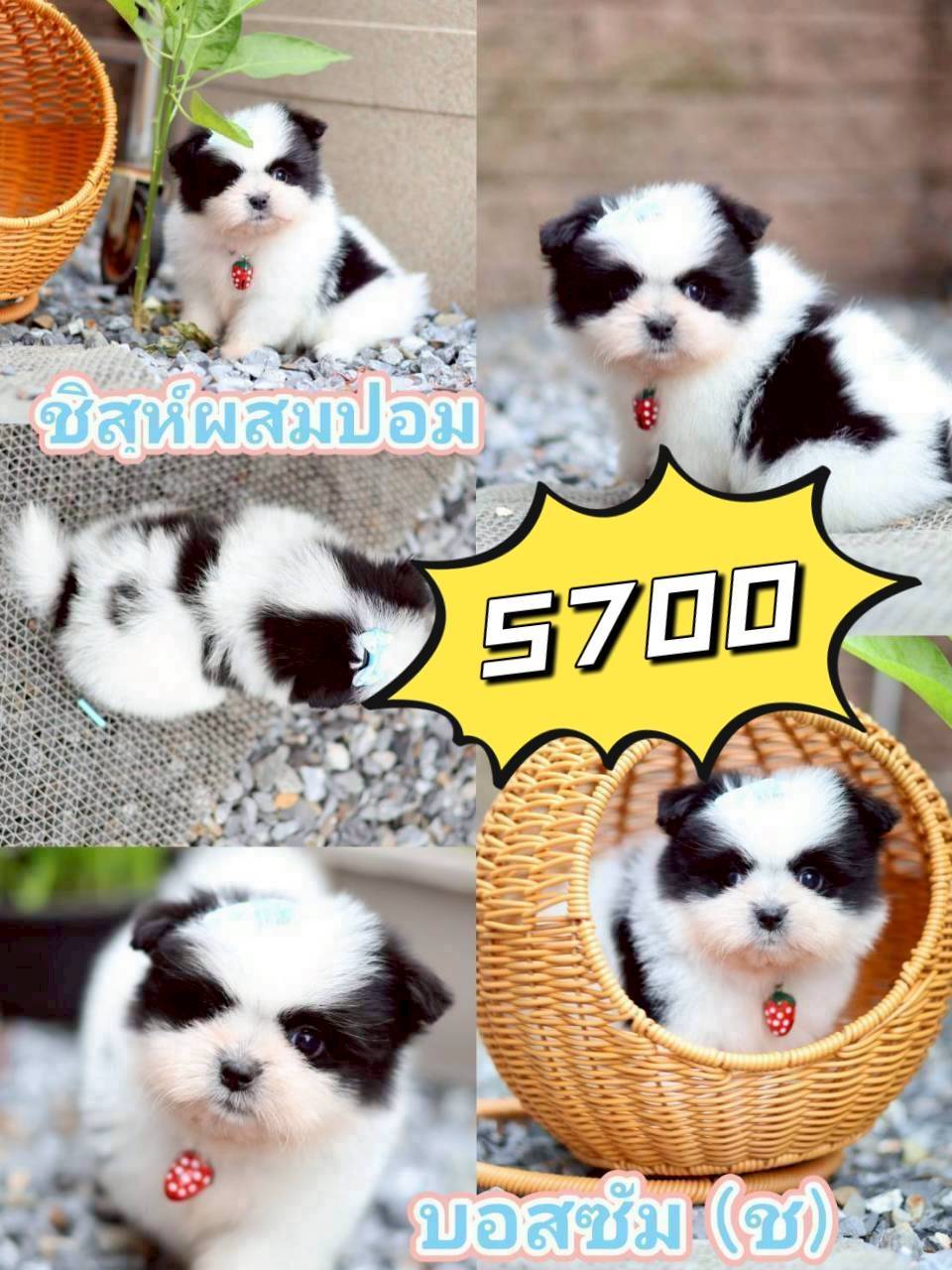 กิ๊ฟซ่า มาแล้ว